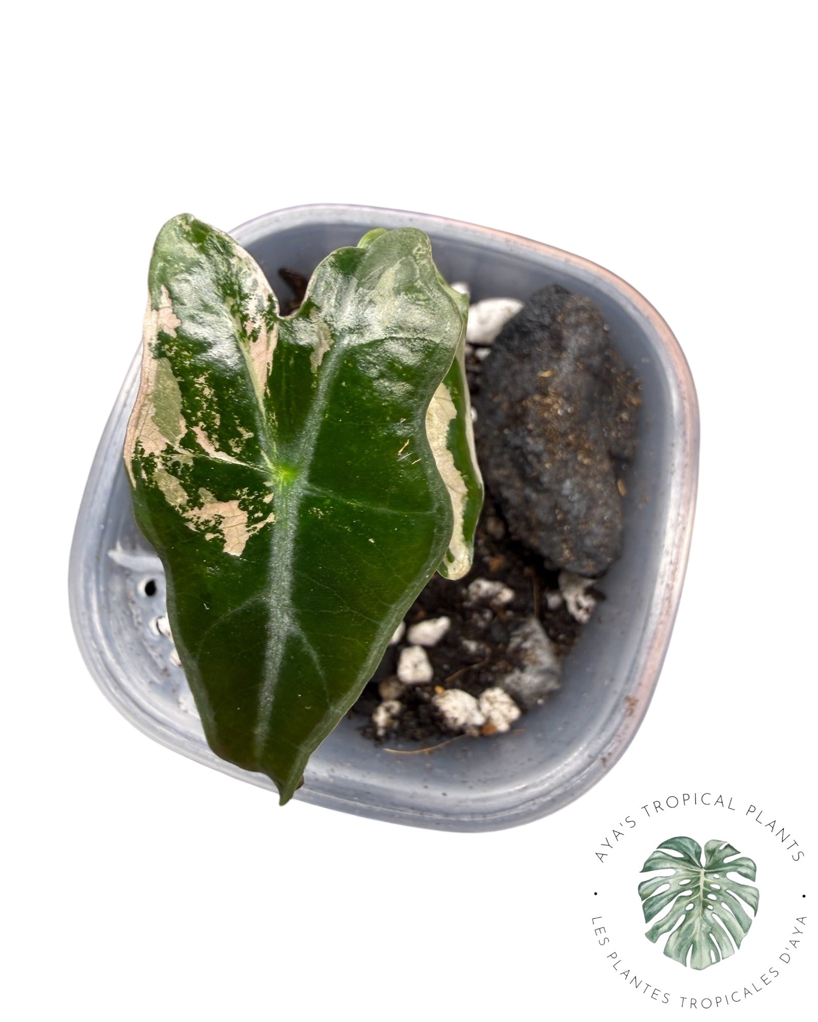 Alocasia Nobilis Pink Variegated