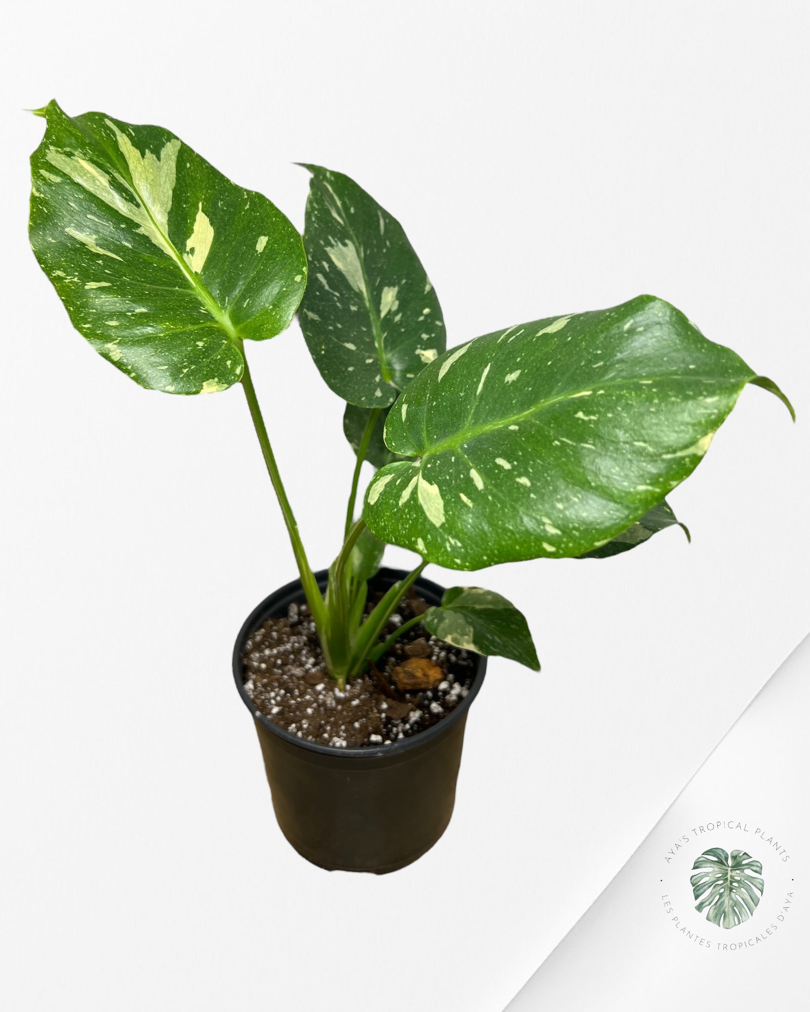 Monstera Thai Constellation-MT24