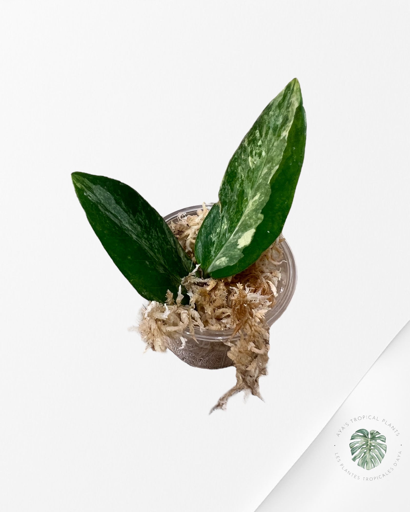 Zamioculcas Zamiifolia ZZ Variegated - Z2