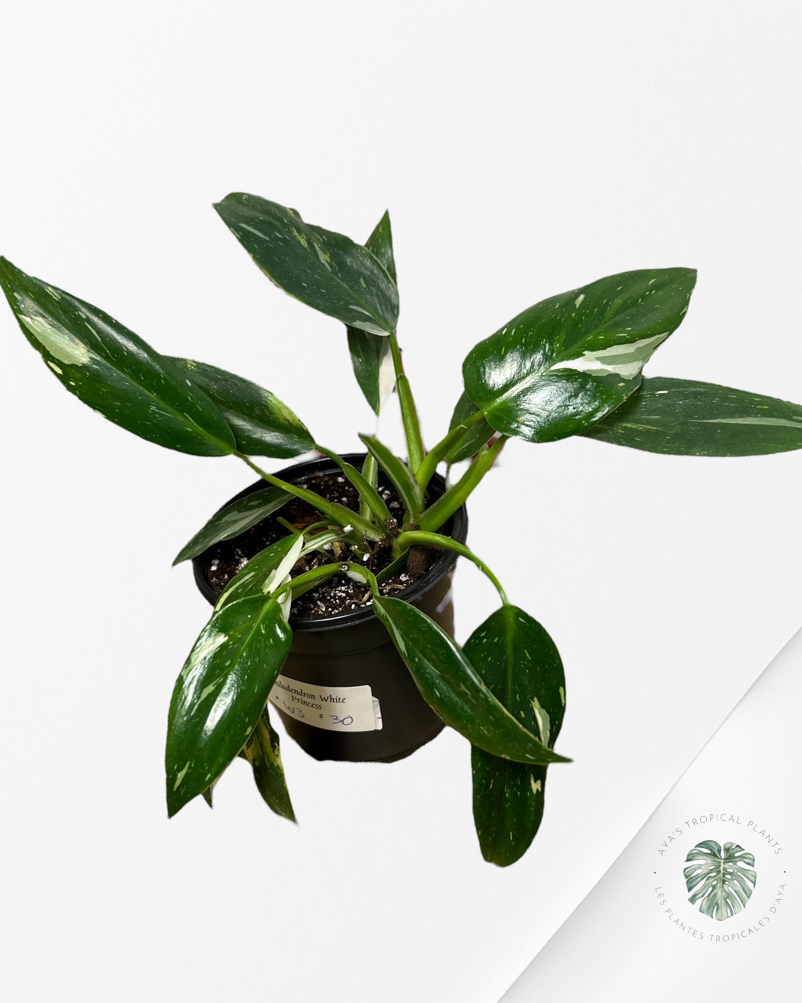 Philodendron White Princess - W3