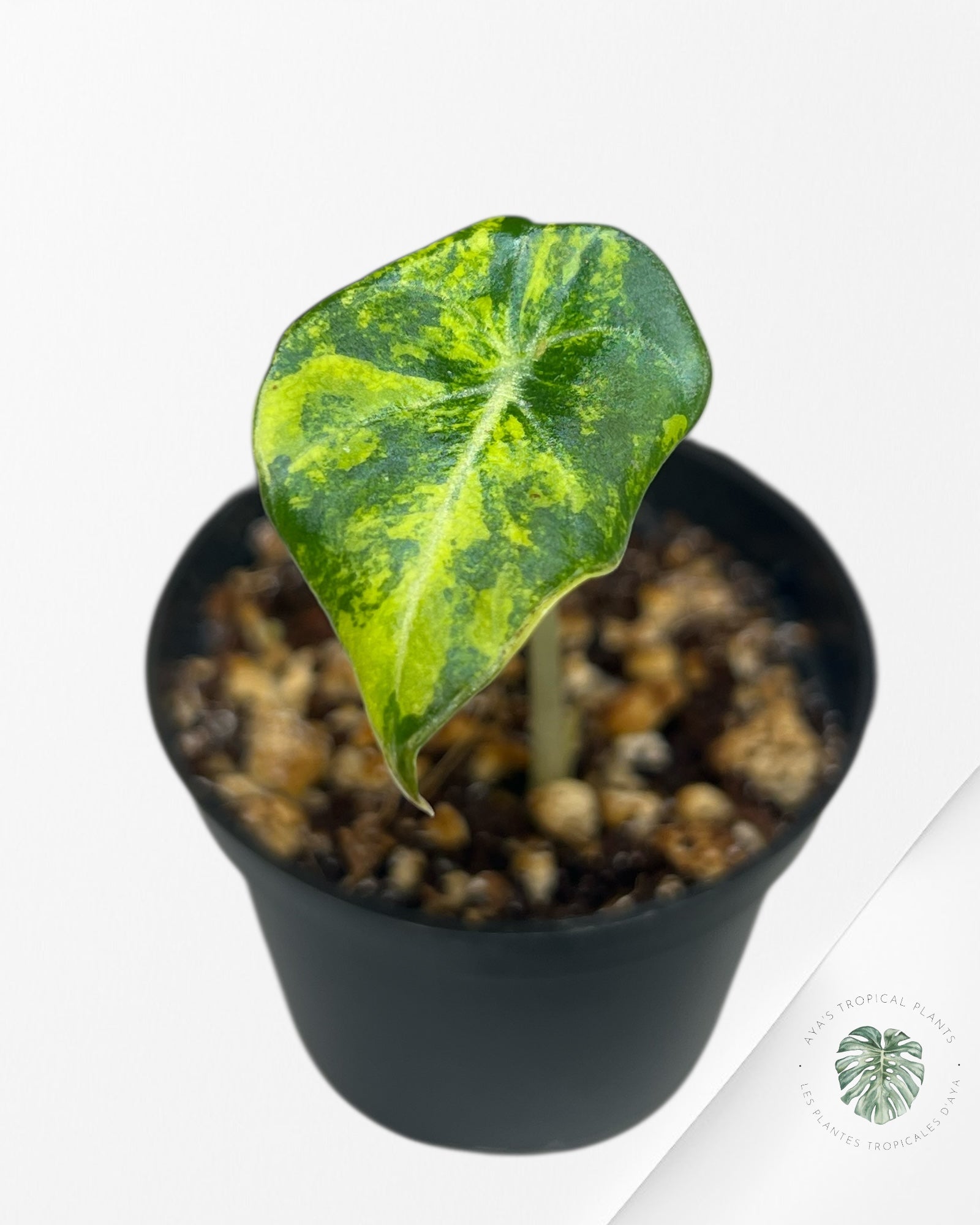 Alocasia Black Velvet Gold Variegata （ Aurea）-BG3