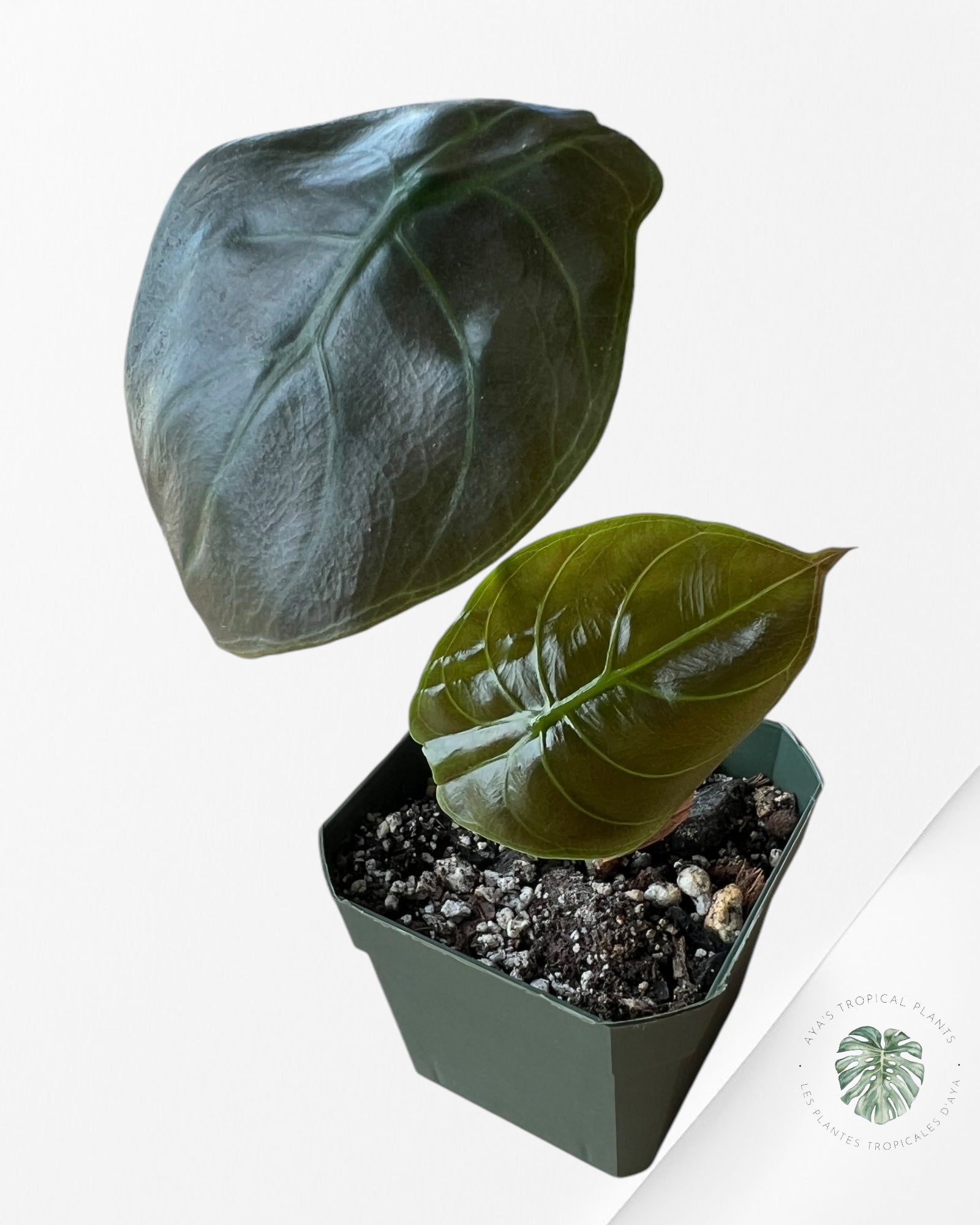 Alocasia Rouge Secret-B