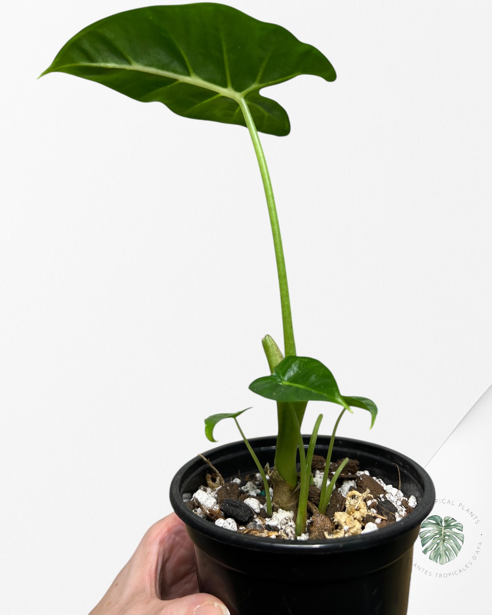 Alocasia Frydek - AF1