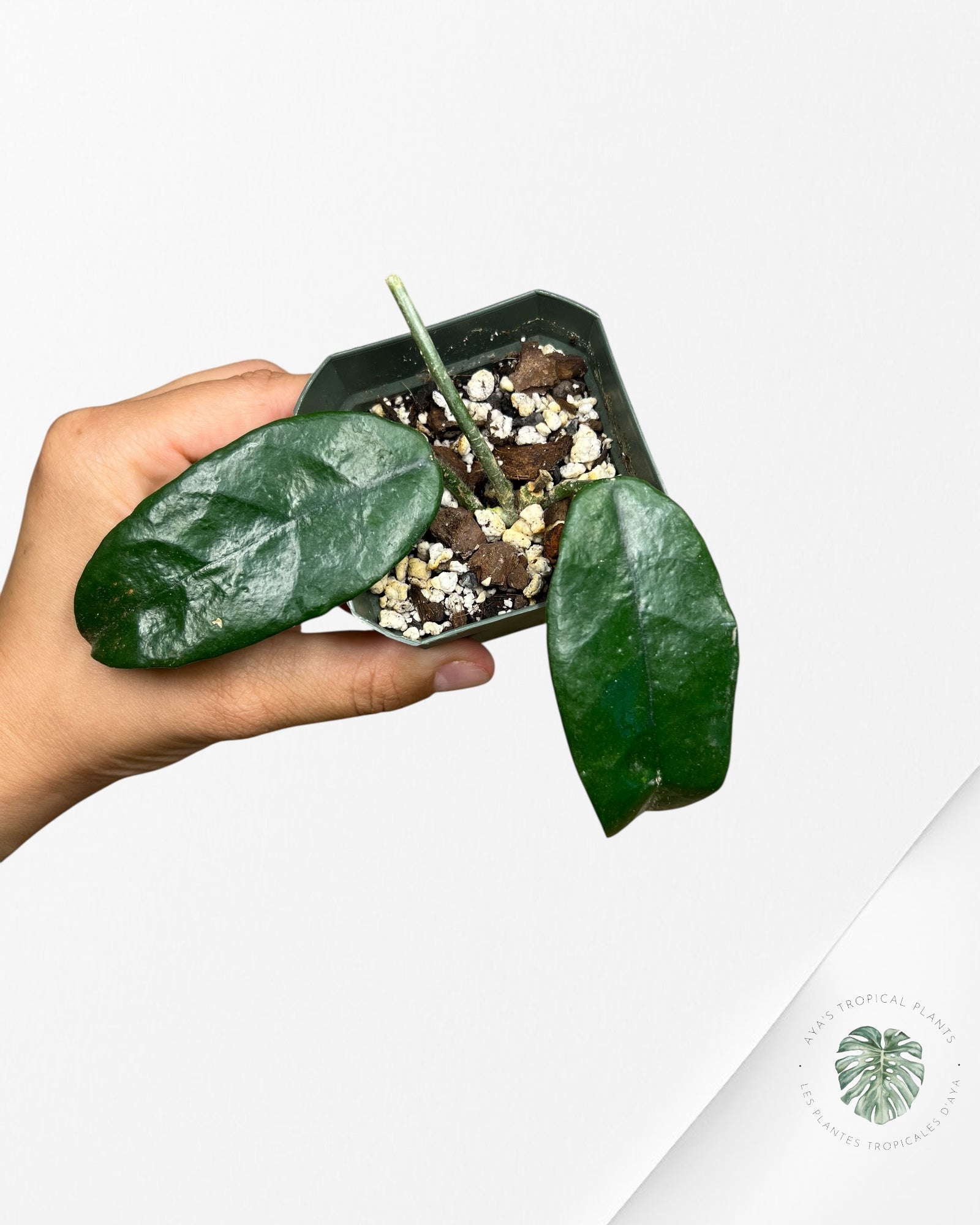 Hoya globulosa - L