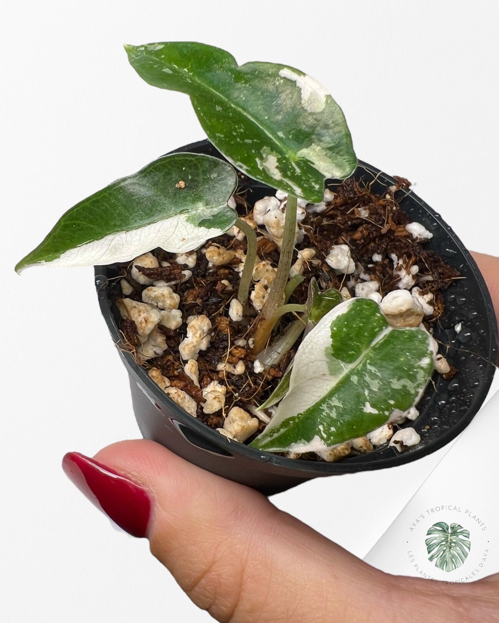 Alocasia Bambino Variegated (pink) - 5