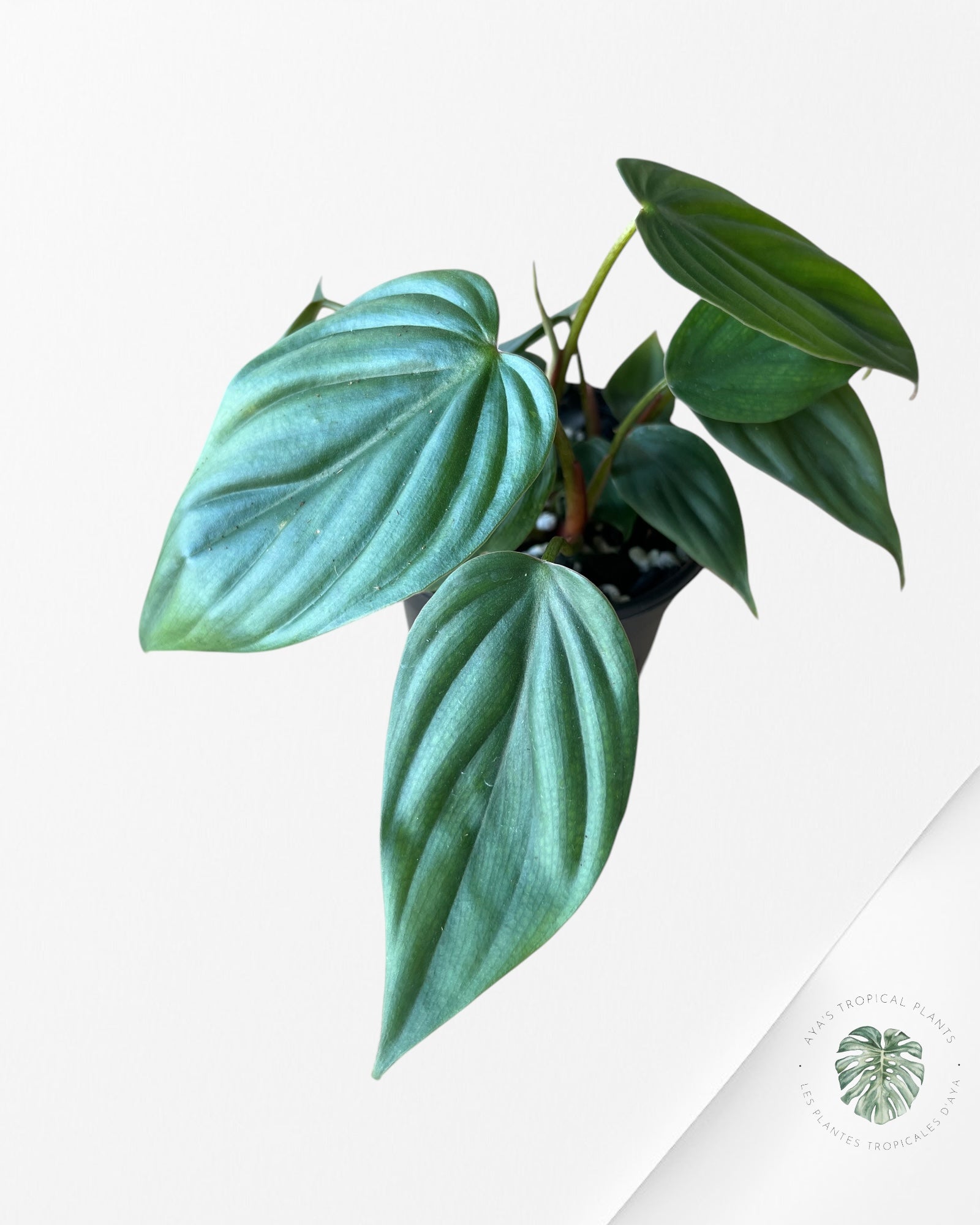 Philodendron Colombia-PC3