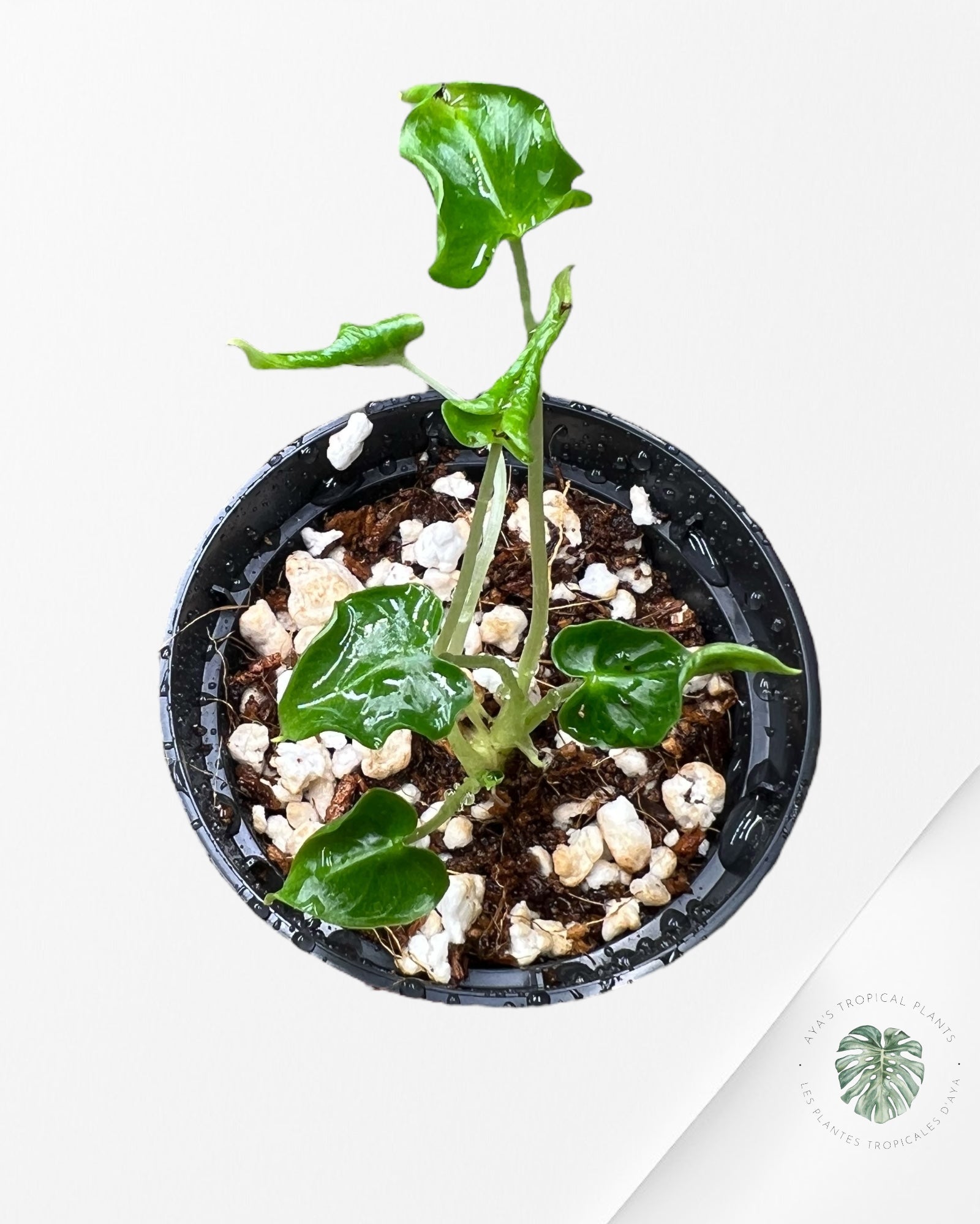 Alocasia Frydek ‘Tattoo’ - AF04