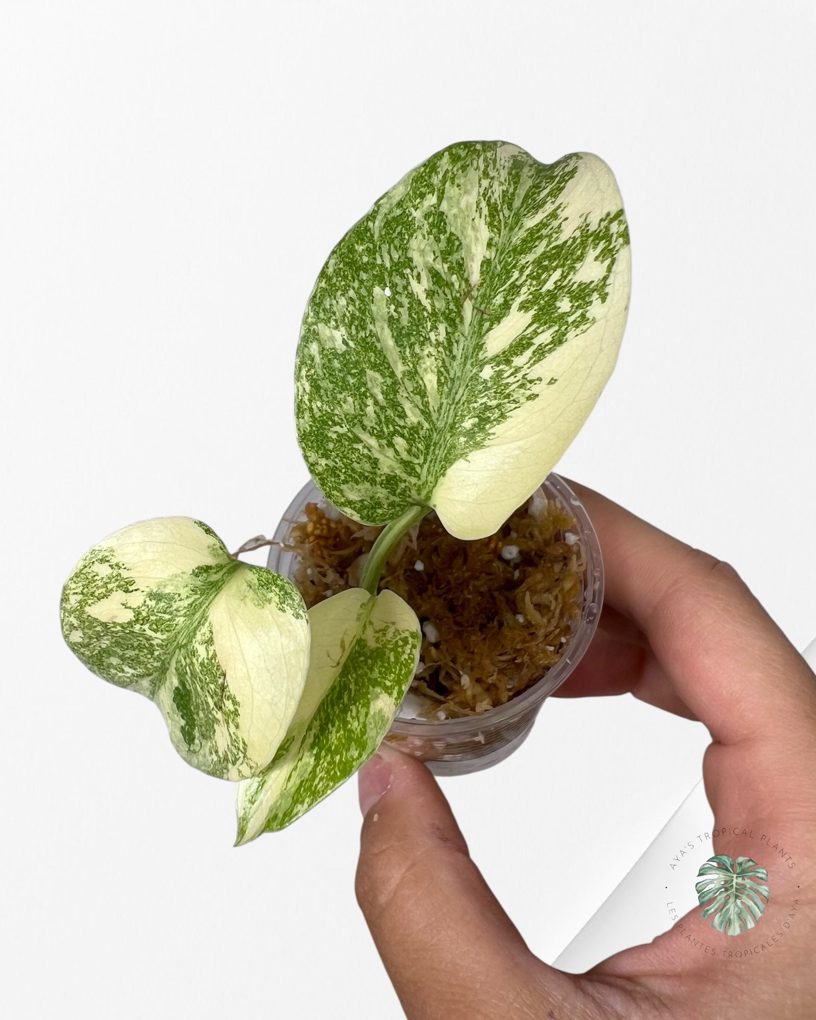 Monstera Thai Constellation Crème Brûlée (Grade A) - TC1