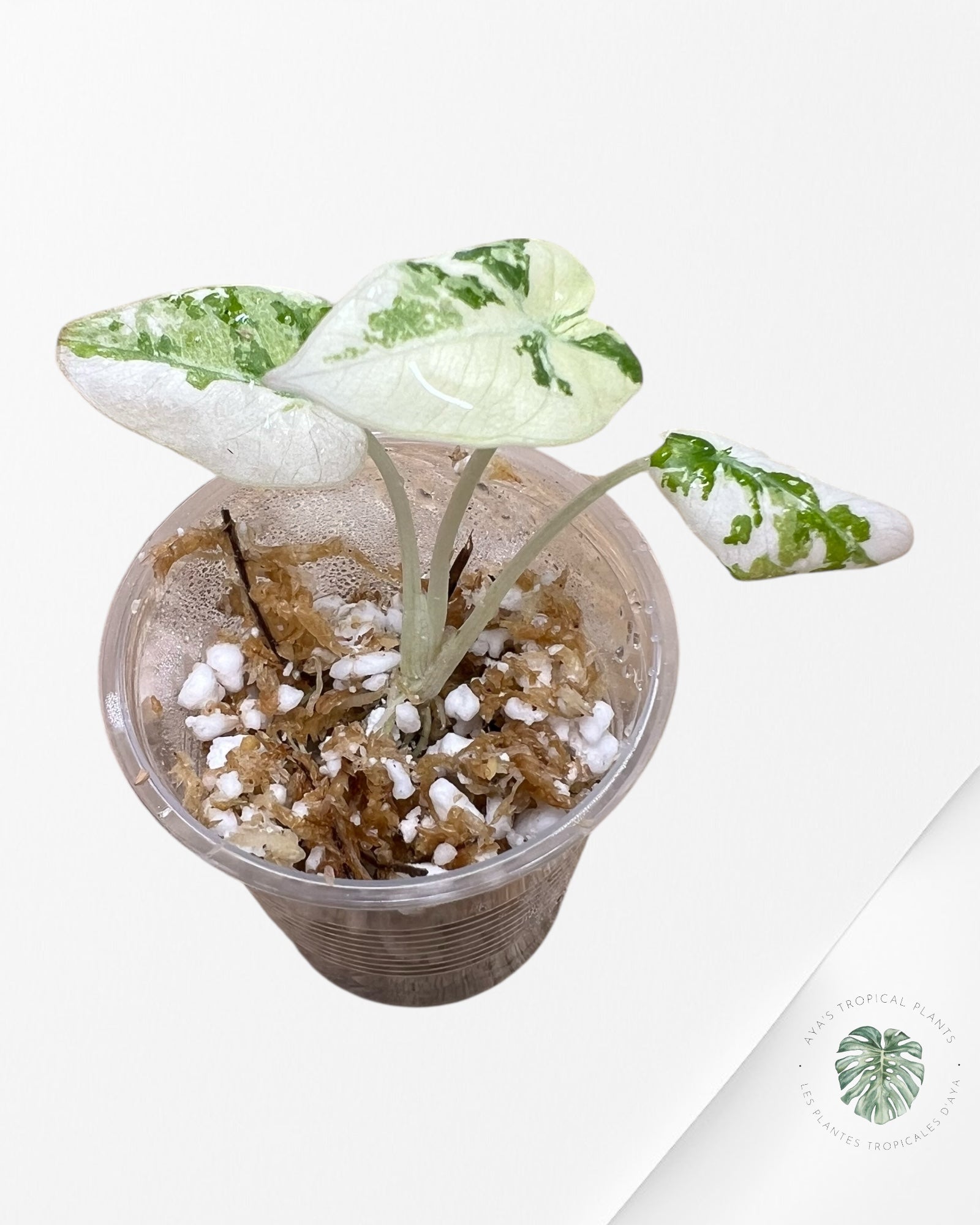Alocasia Black Velvet Pink Variegated - TC3