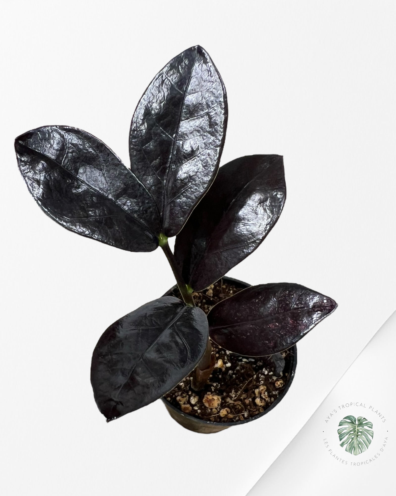 Zamioculcas Raven ZZ Pink Variegated - A1