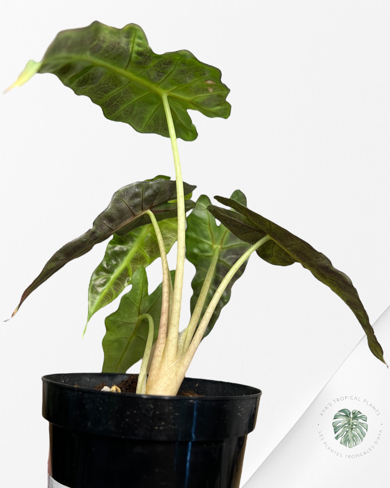 Alocasia amazonica 'Polly' variegate-AAPV3