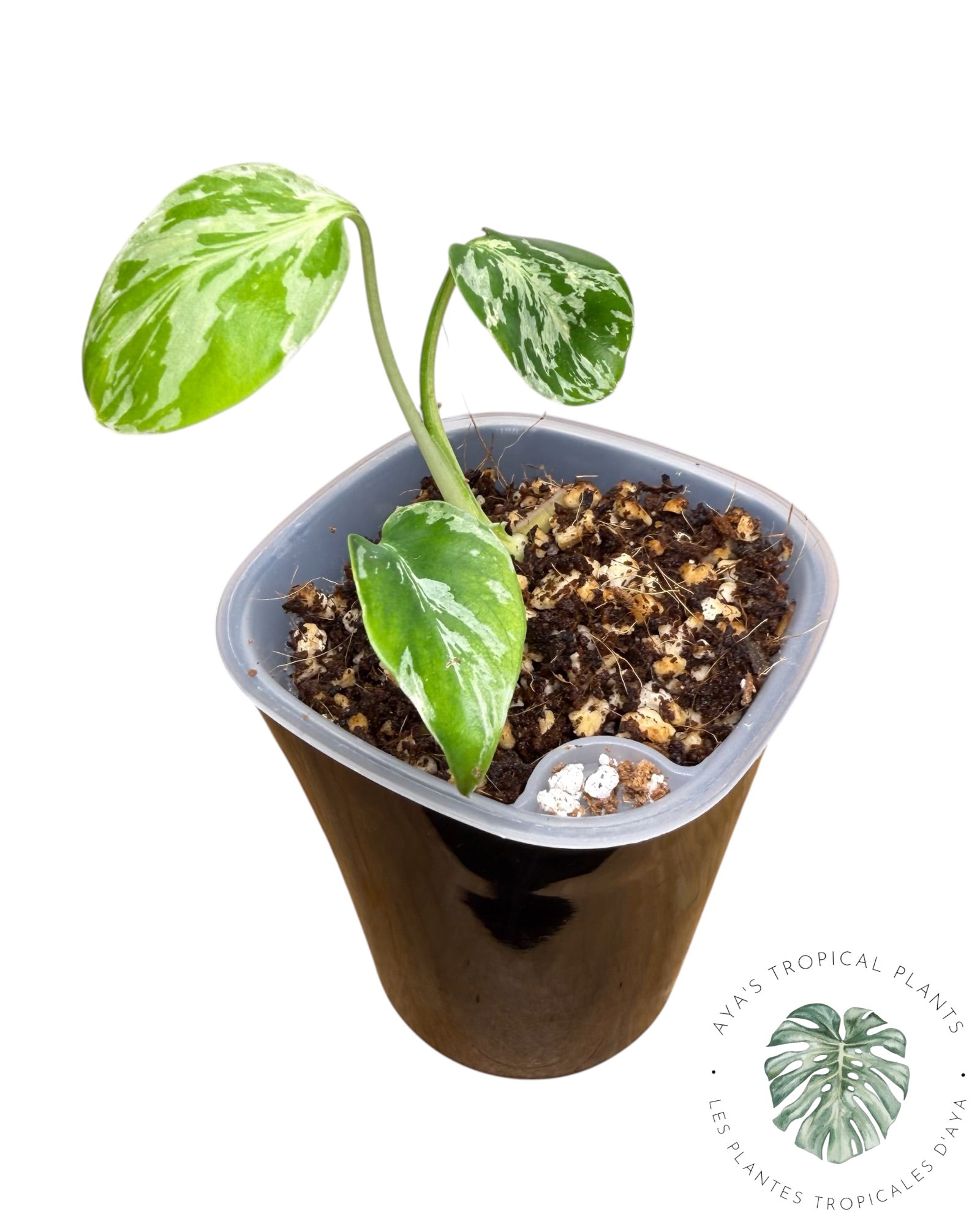 Monstera Deliciosa Bulbasaur