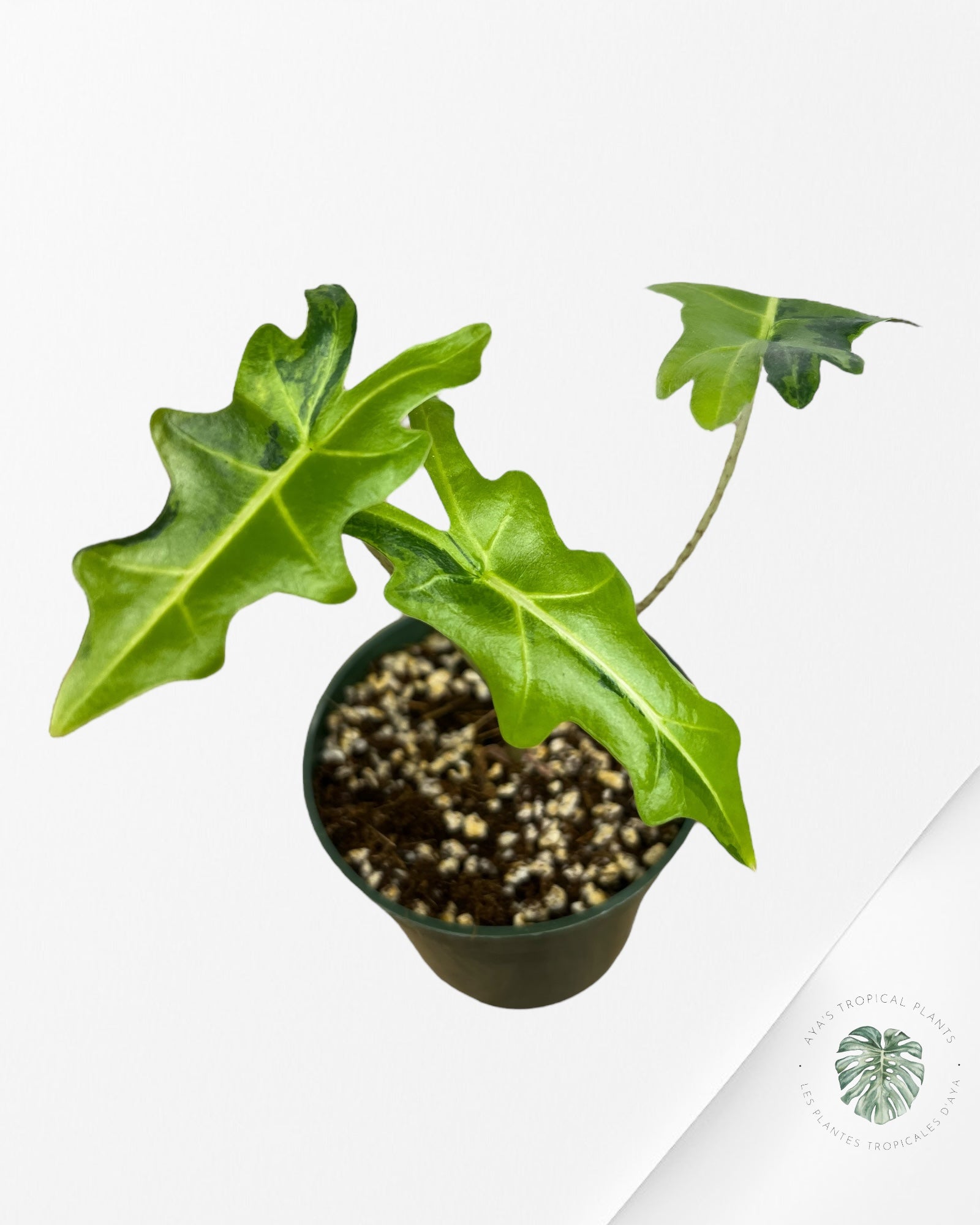 Alocasia Portei Variagated -JU03
