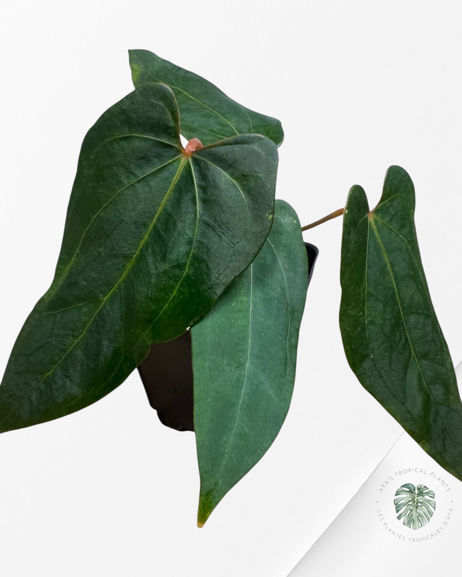 Anthurium Papillilaminum - AP3