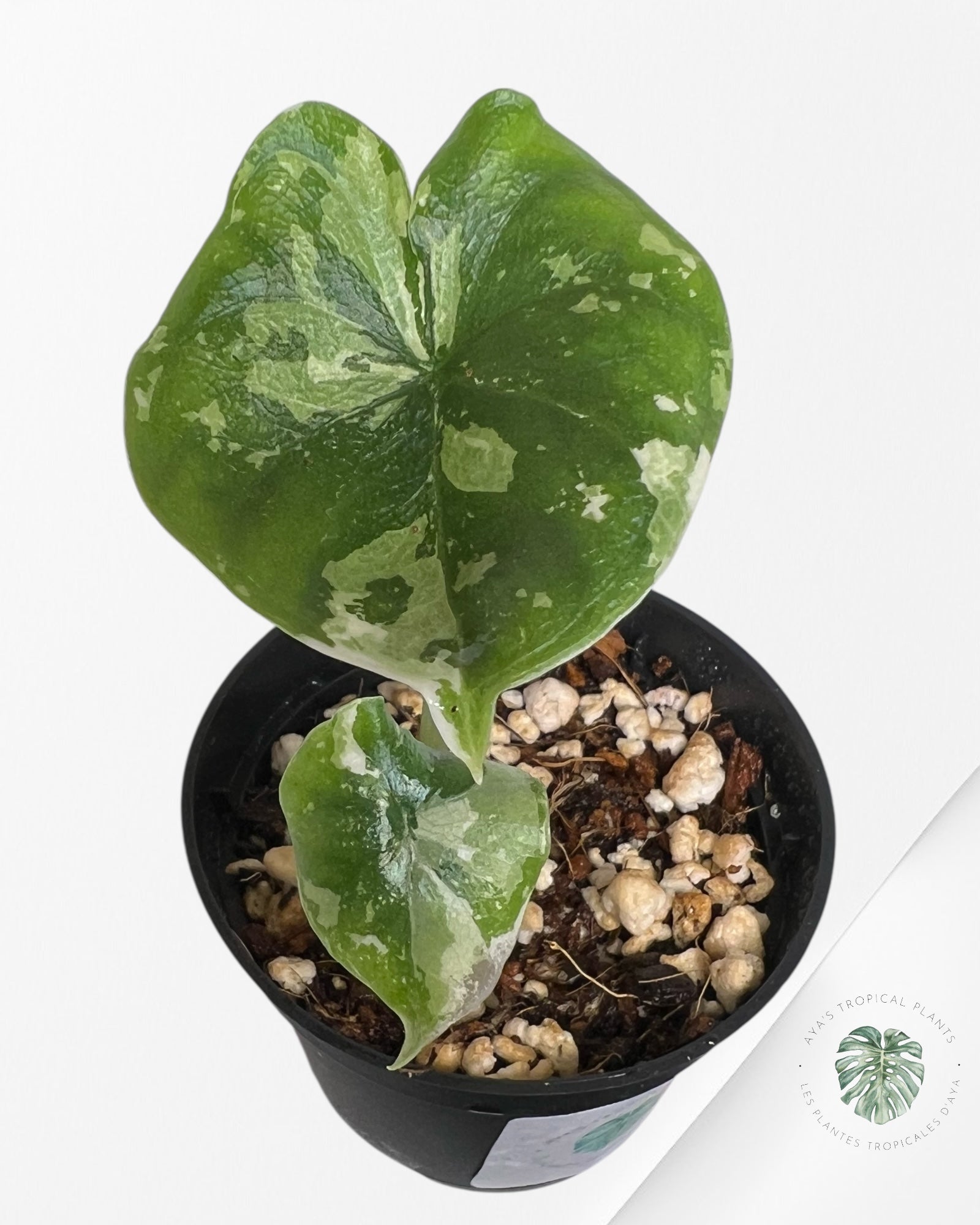 Alocasia Melo Variegated (Albo) - P60