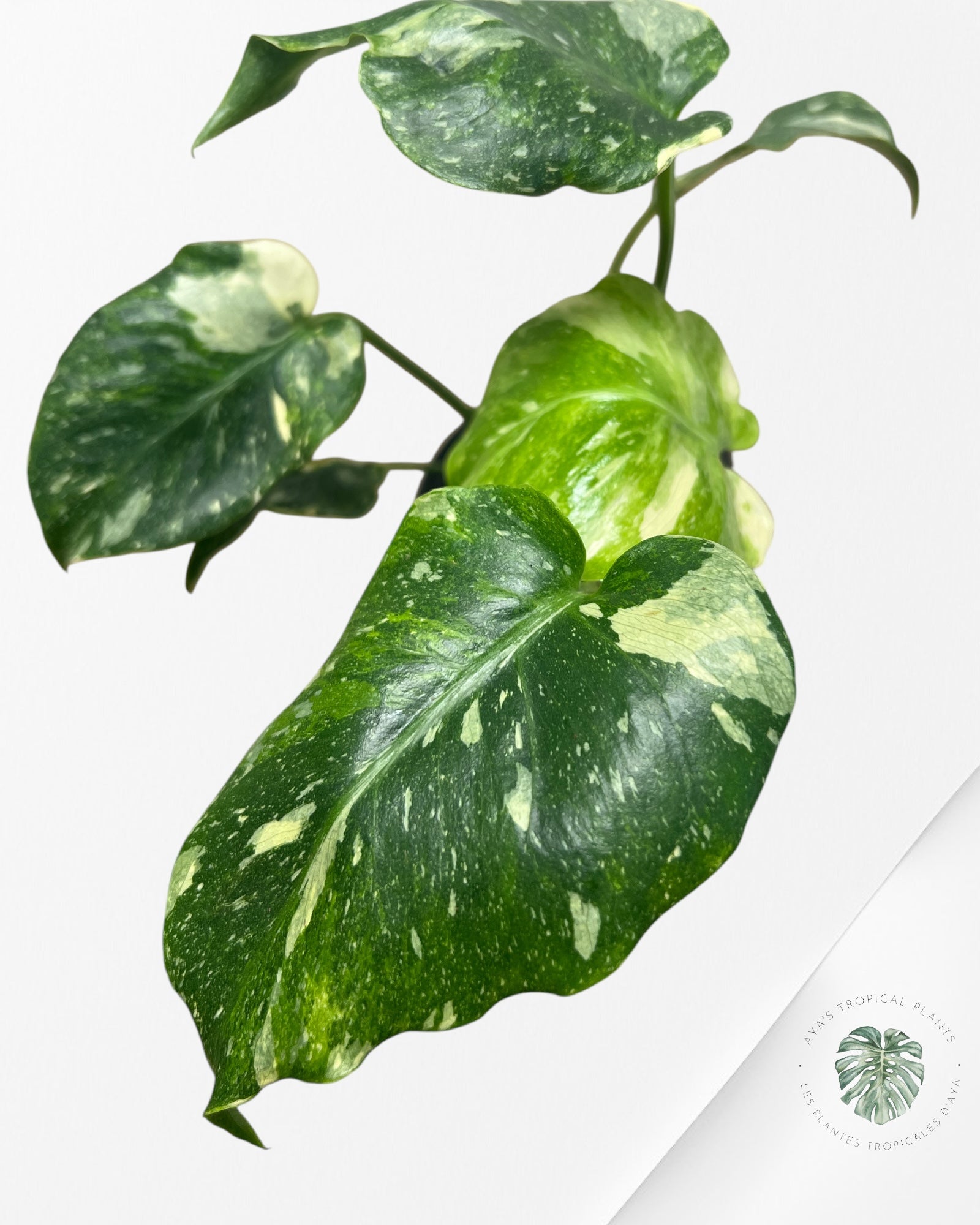 Monstera Miracle Tricolor -MMT18