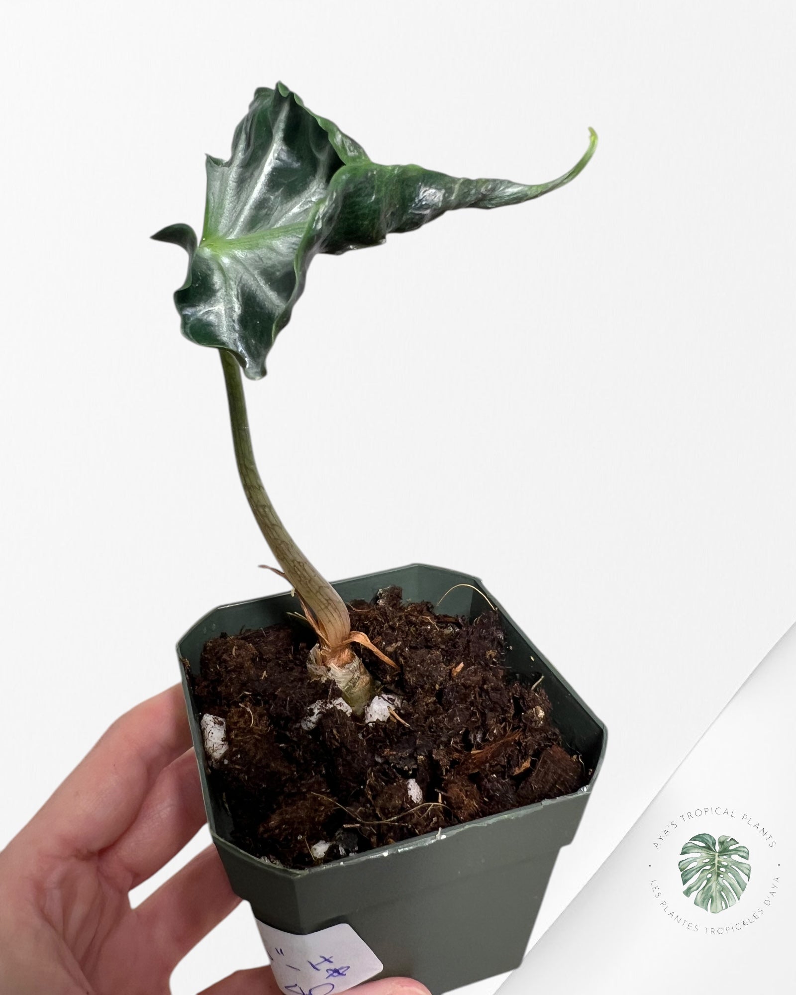 Alocasia Loco - H