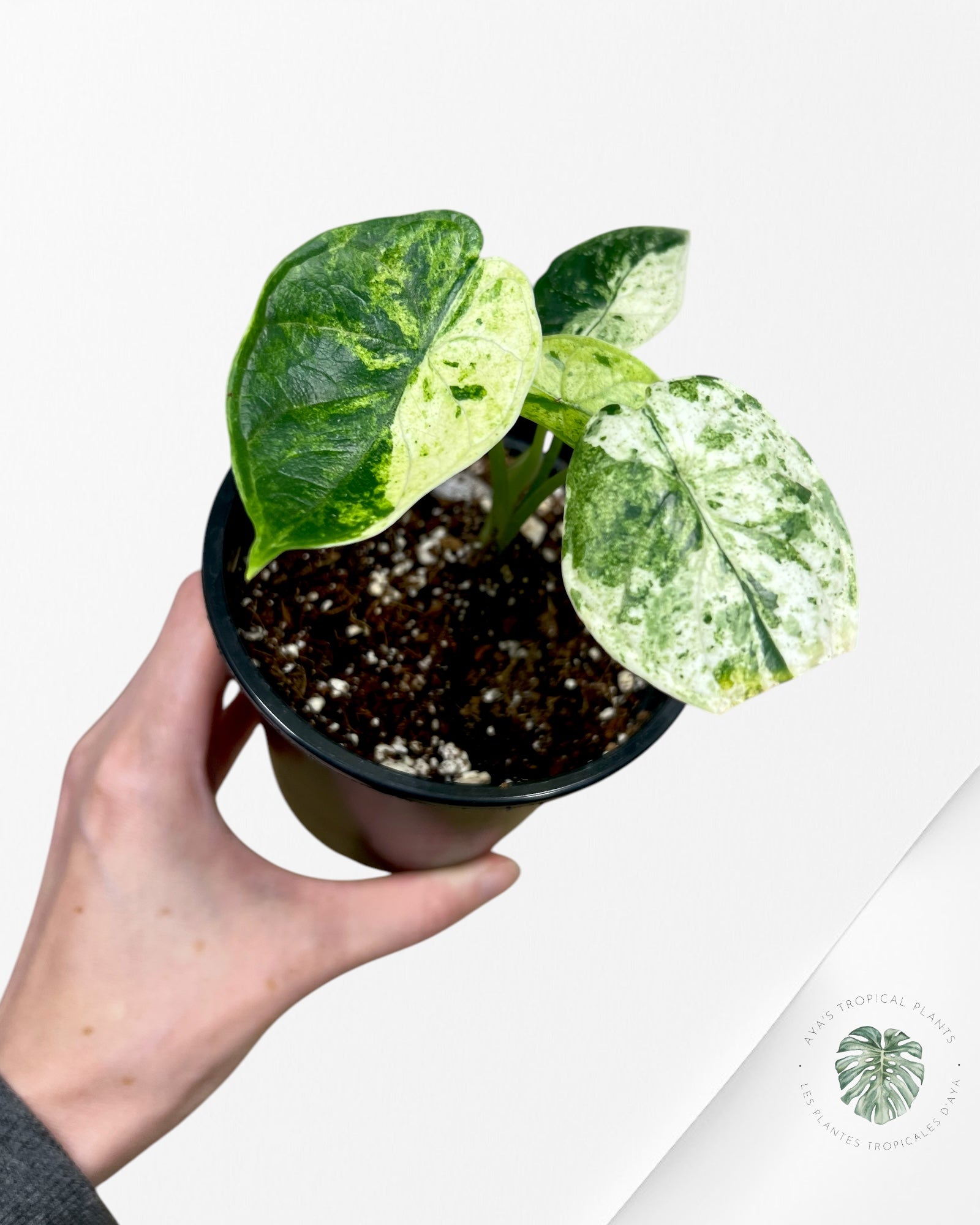 Alocasia Dragon Scale Menthe - S7