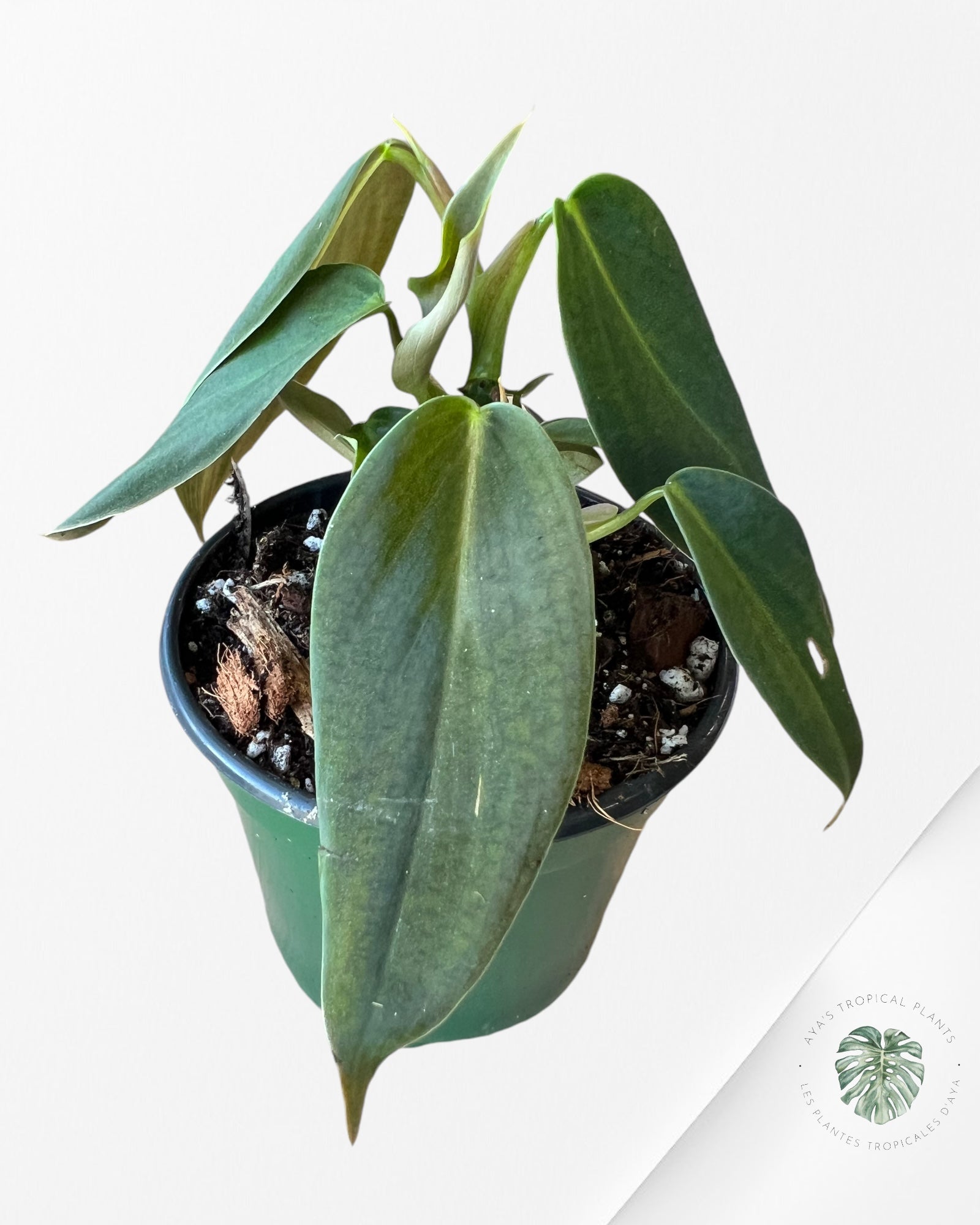 Philodendron Gigas -B