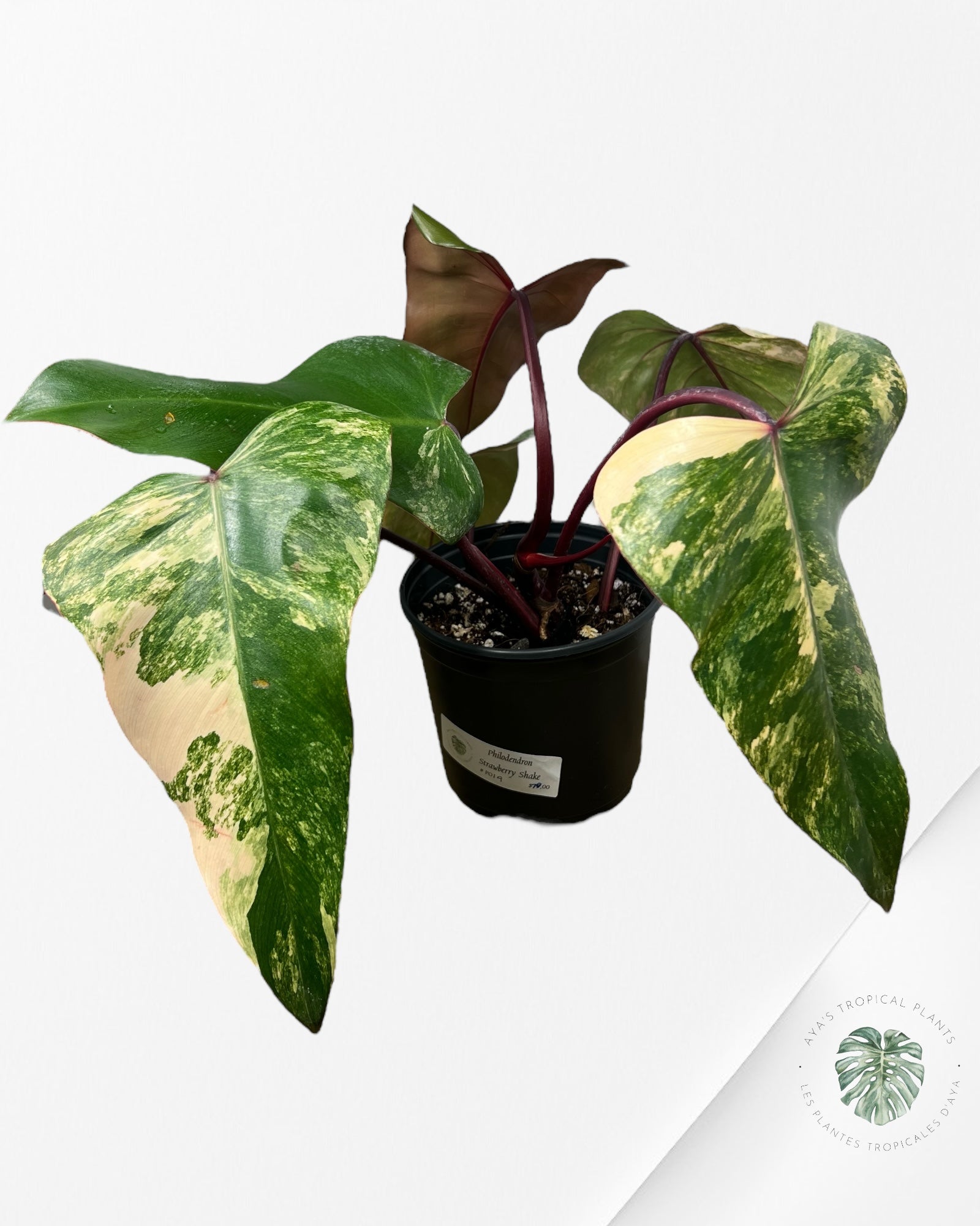 Philodendron Strawberry Shake - PO19