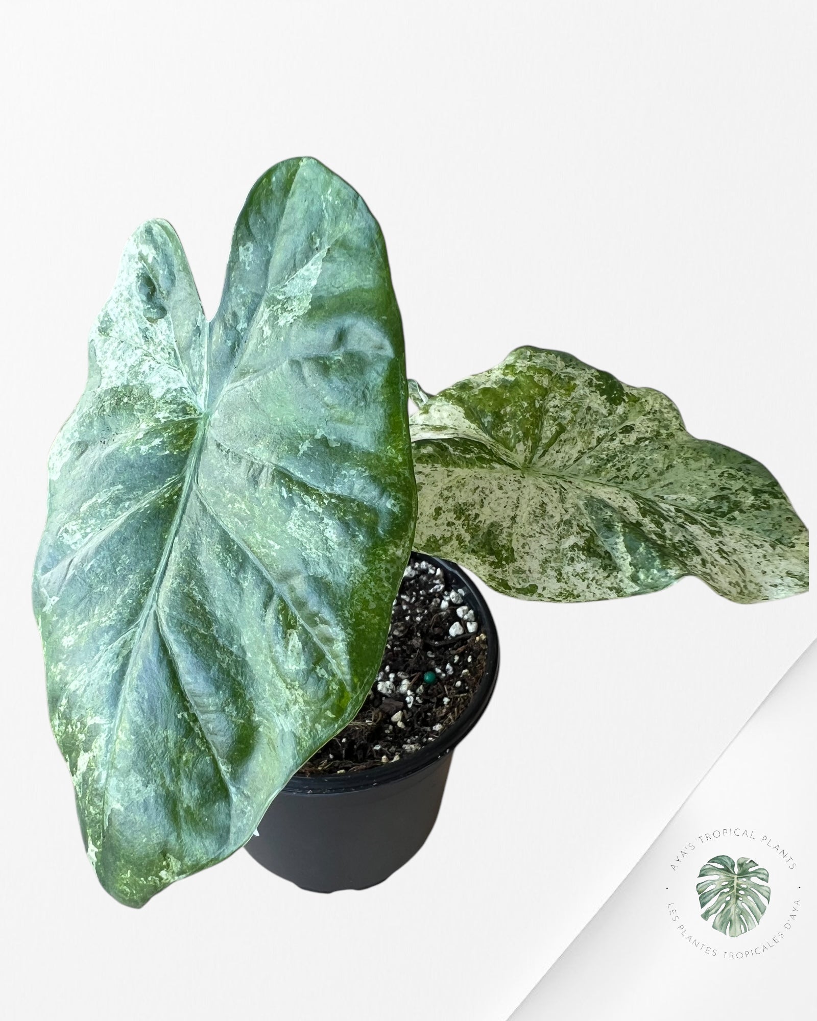 Alocasia macrorrhiza 'Camouflage'-H