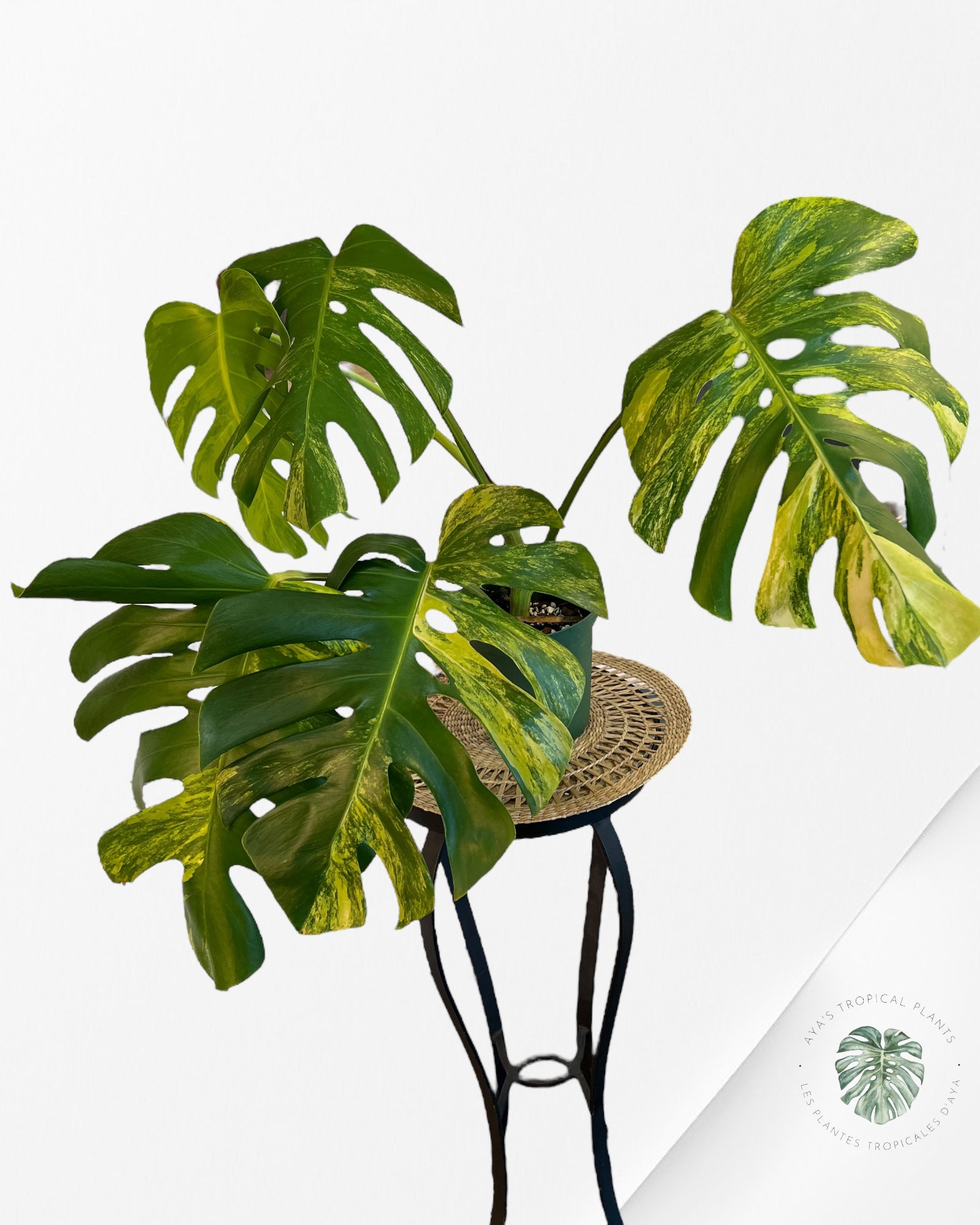 Monstera Aurea - p002