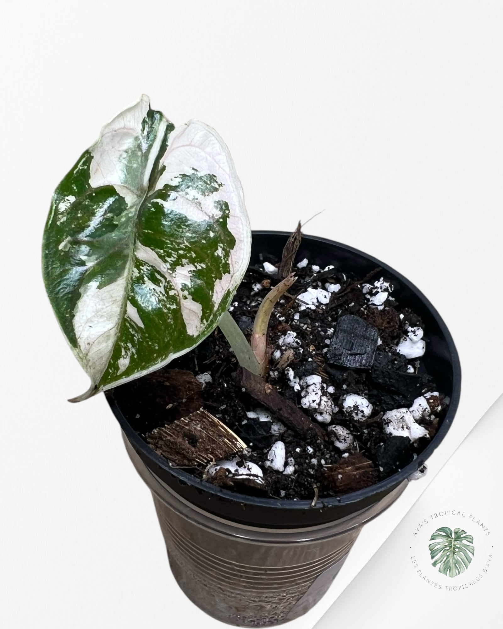 Alocasia Azlanii Pink Variegated - 02