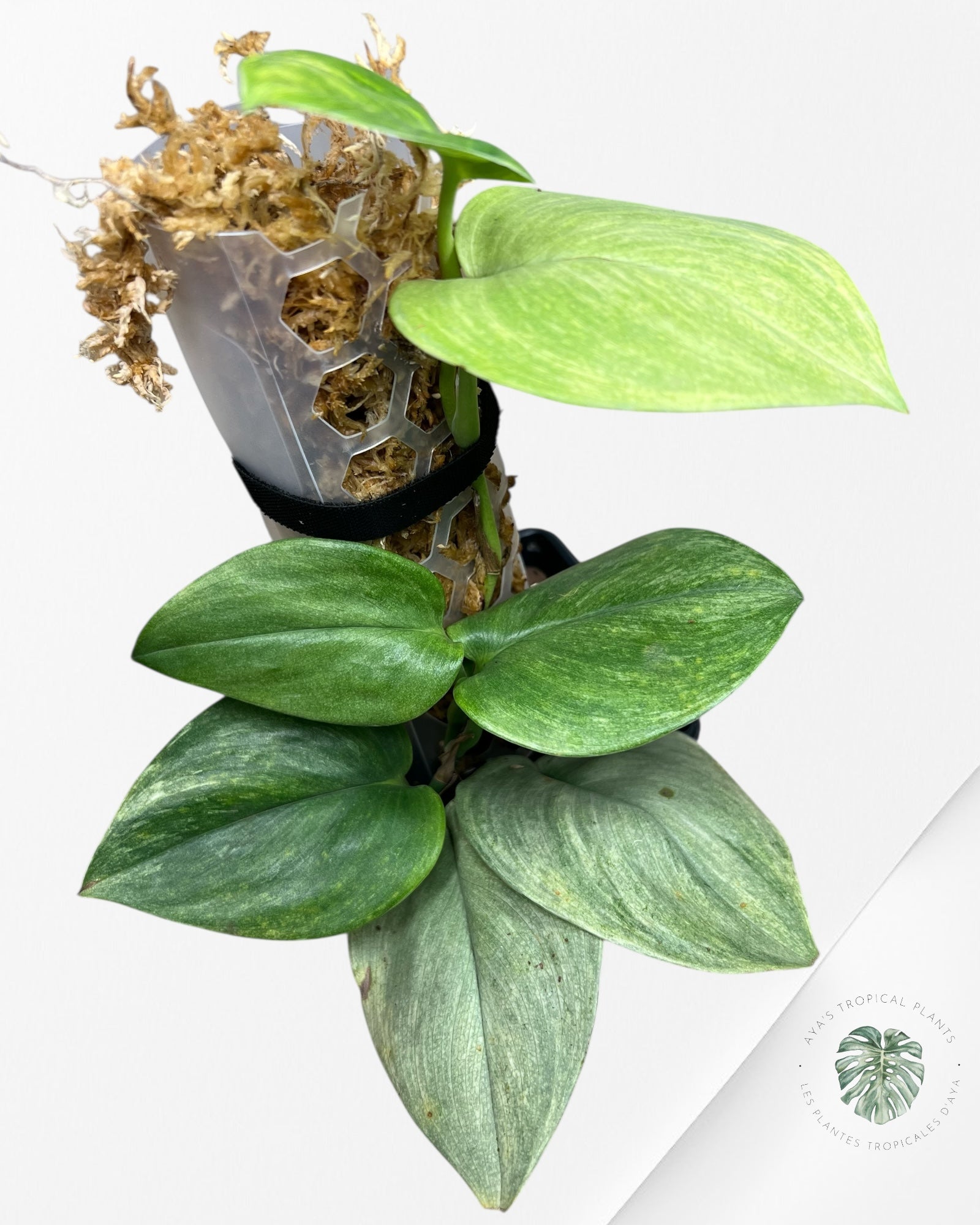Scindapsus Treubii Moonlight White Mint - STM07