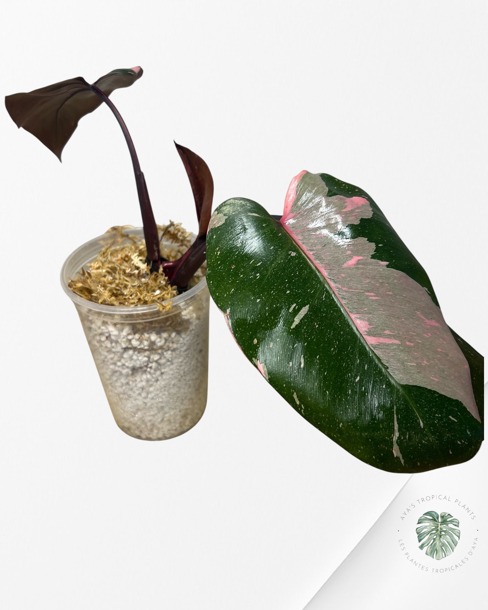 Philodendron Pink Princess  Marble King - N