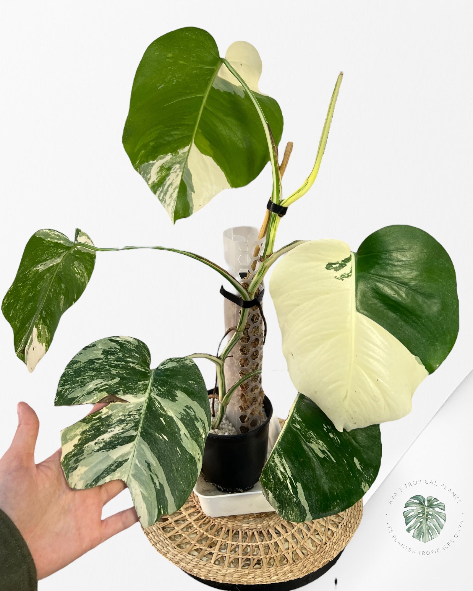 Monstera Borsigiana Albo-JAM6