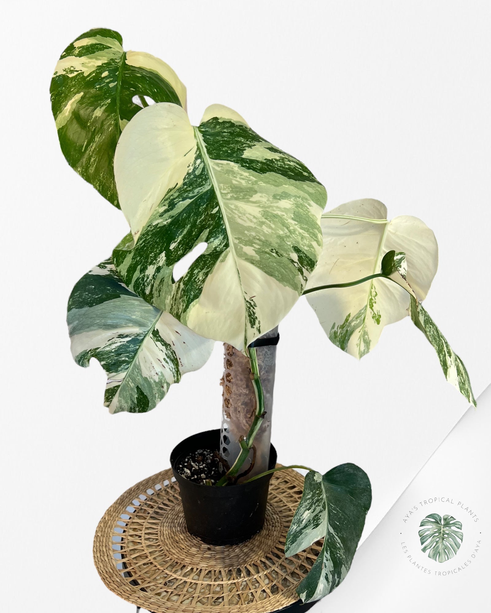 Monstera  Borsigiana Albo-JA900