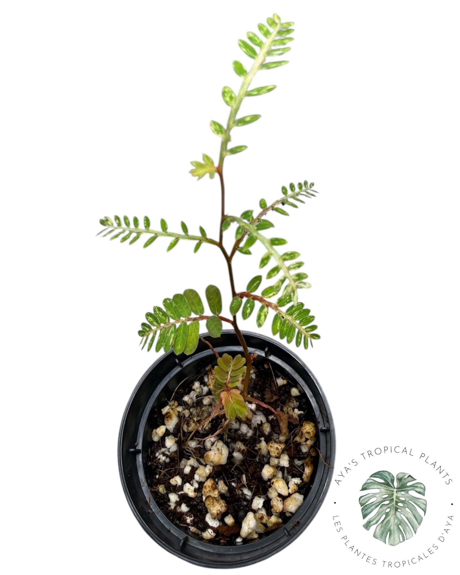 Phyllanthus urinaria à feuilles panachées roses