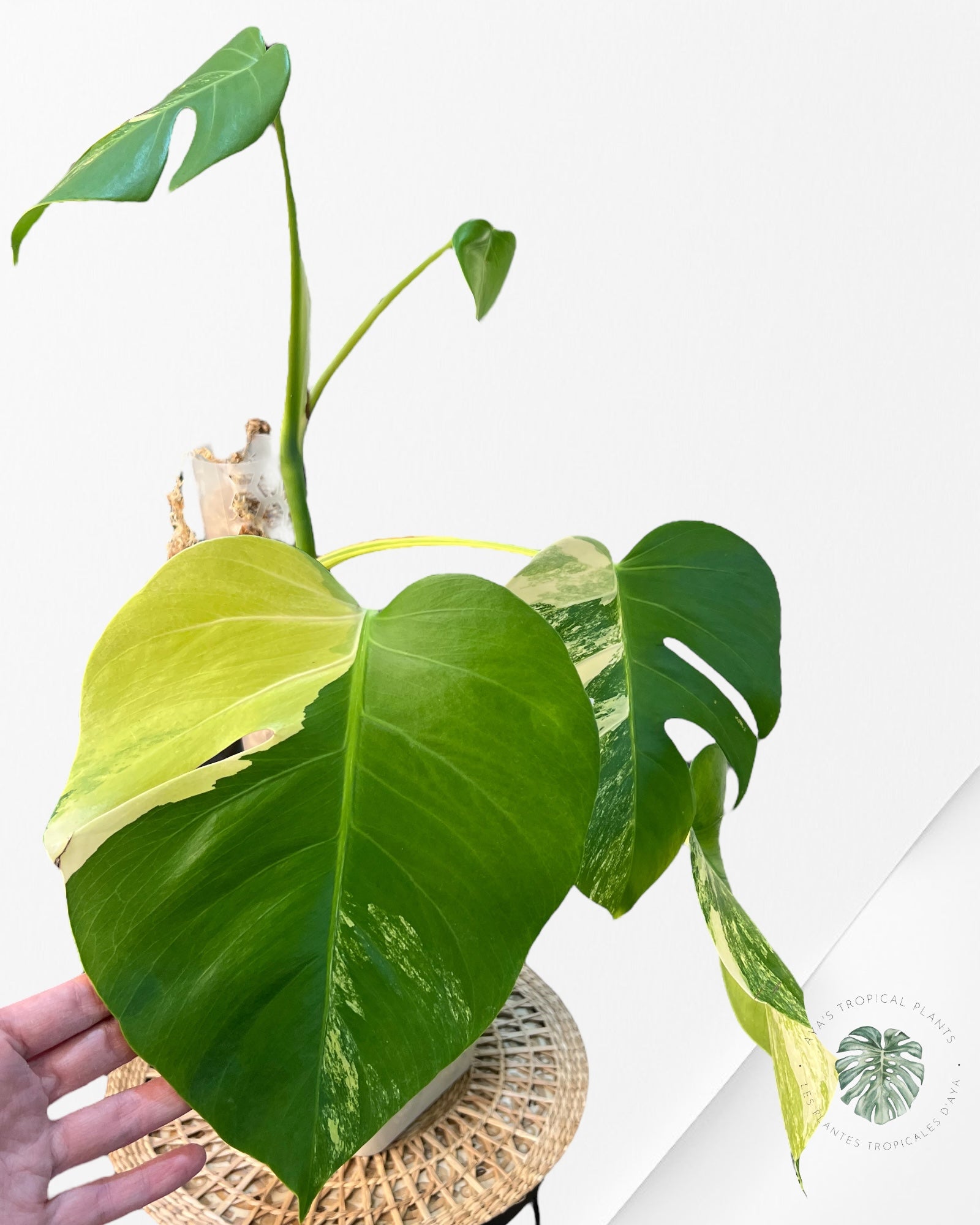 Monstera Aurea - JA3