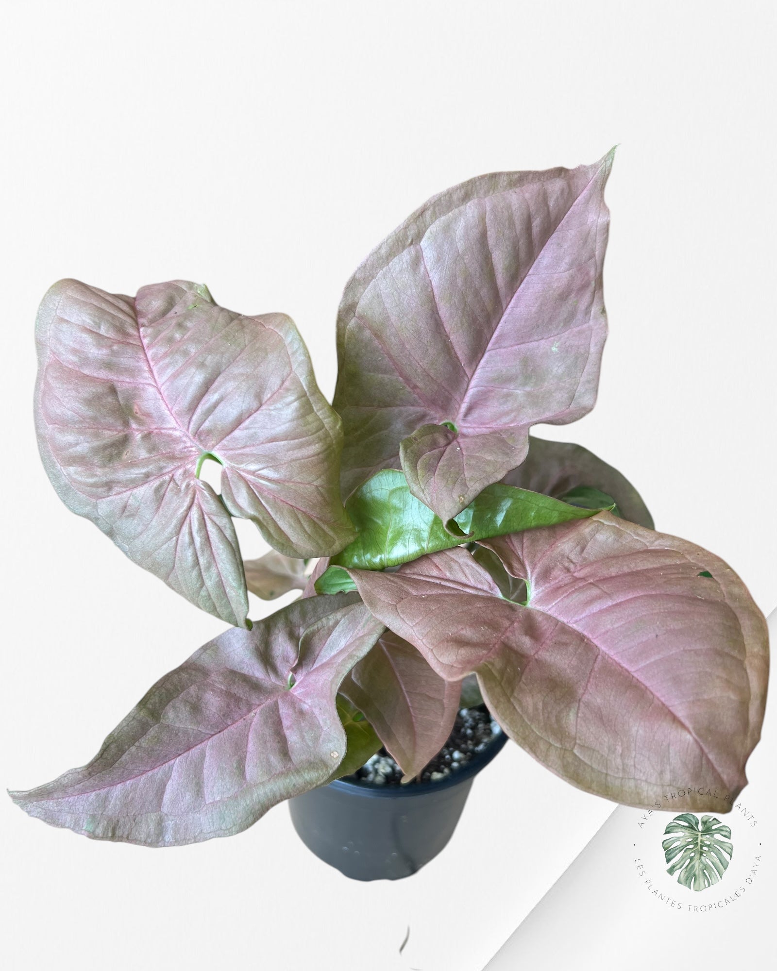 Syngonium 'Neon Robusta F