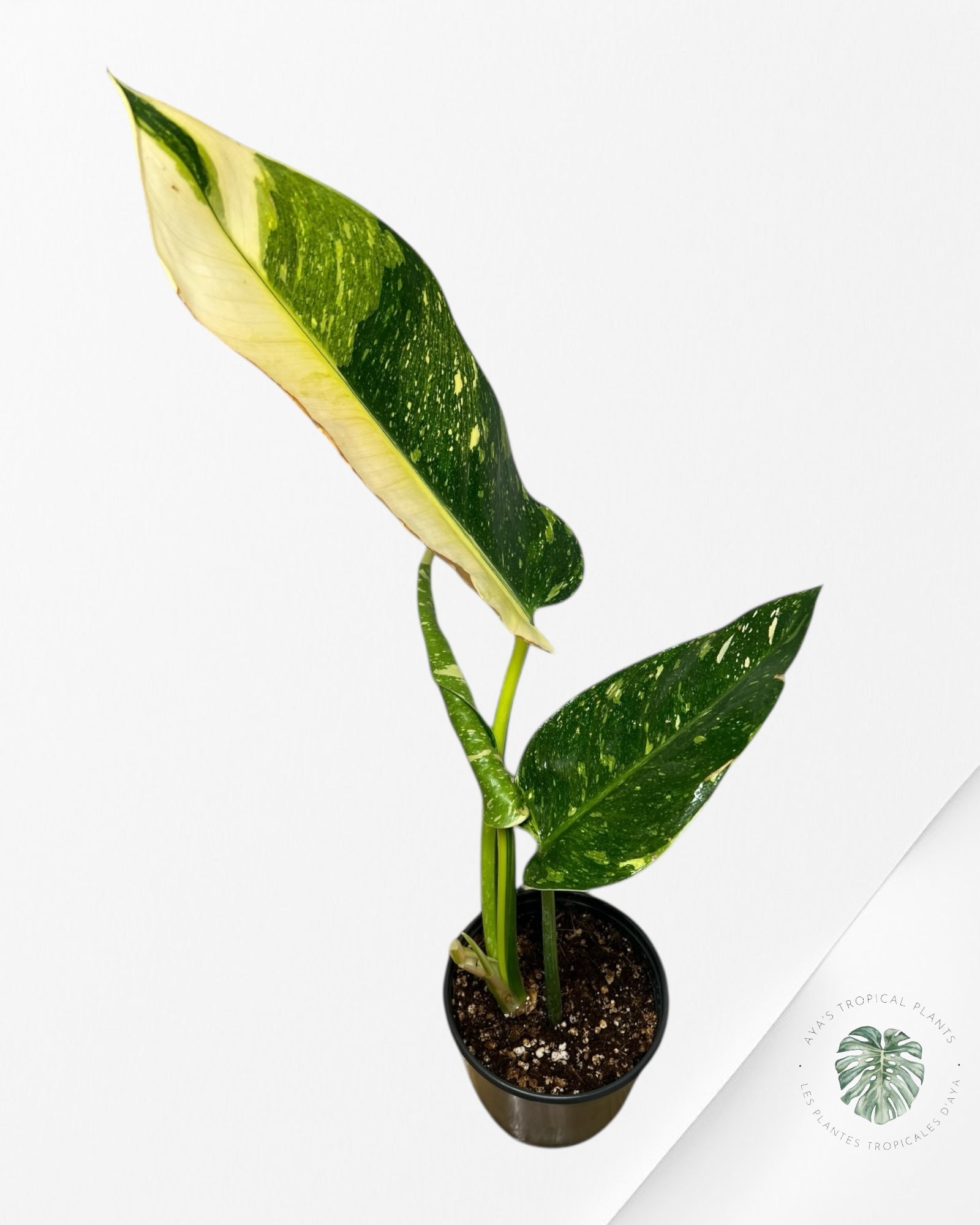 Philodendron Green Congo marble hybrid - Pu19