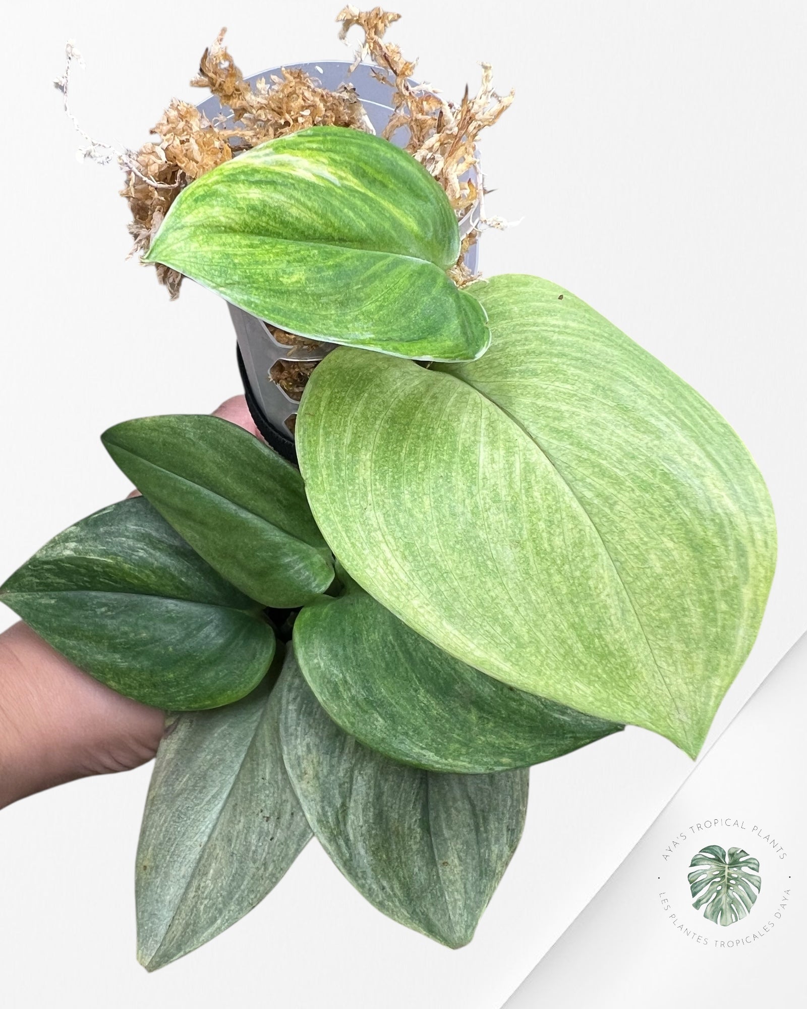 Scindapsus Treubii Moonlight White Mint - STM07