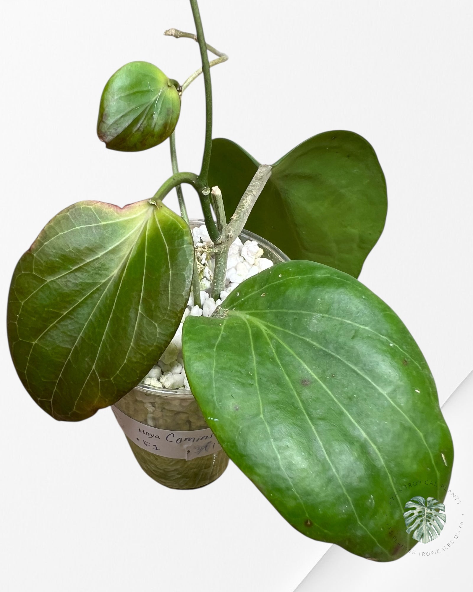 Hoya Cominsii - F1