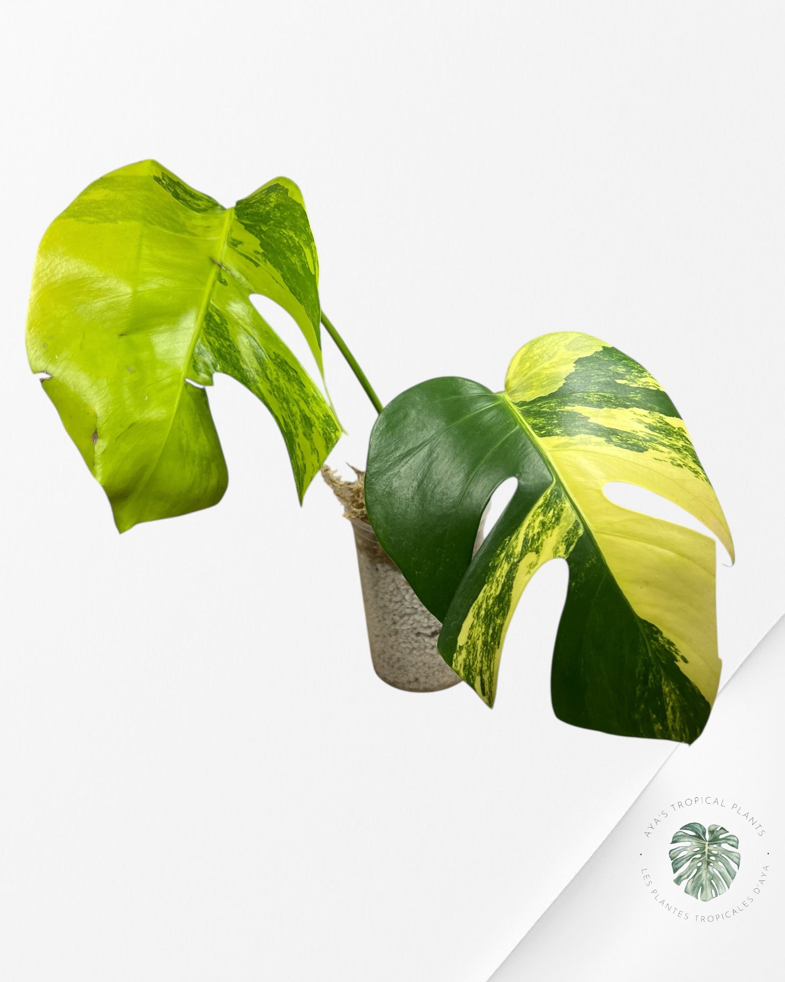 Monstera Aurea - CP3