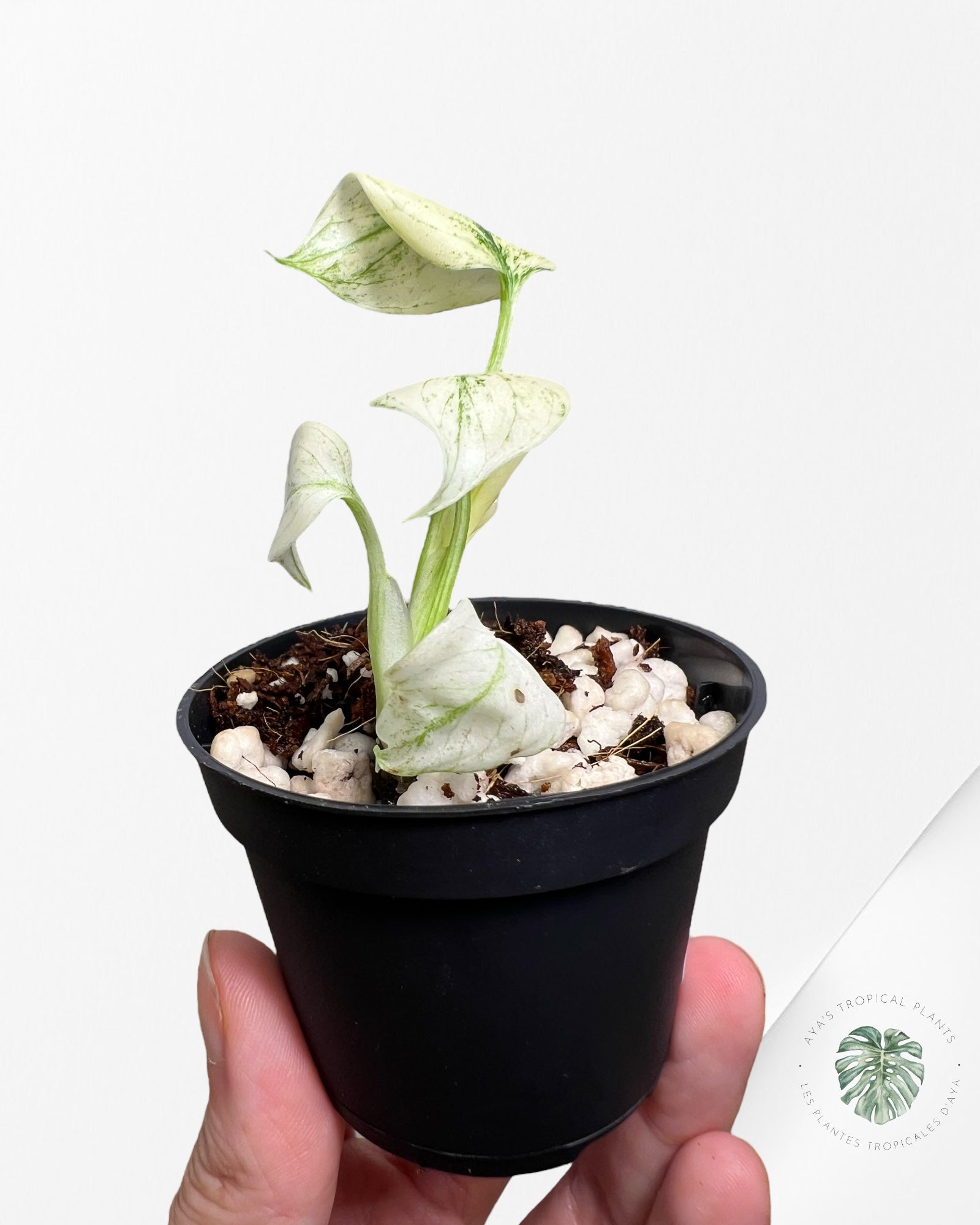 Monstera Full Mint - MFM2
