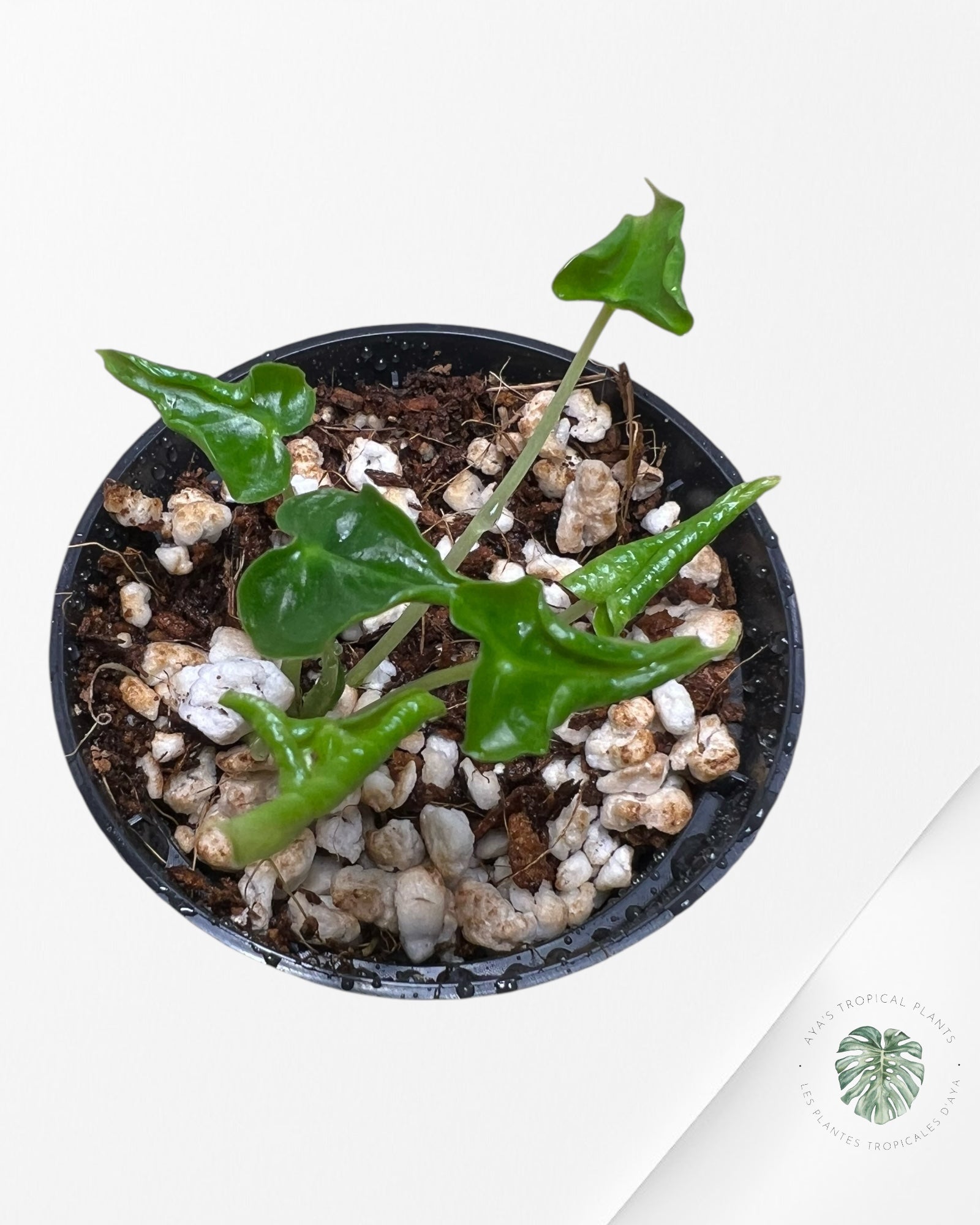 Alocasia Frydek ‘Tattoo’ - AF02
