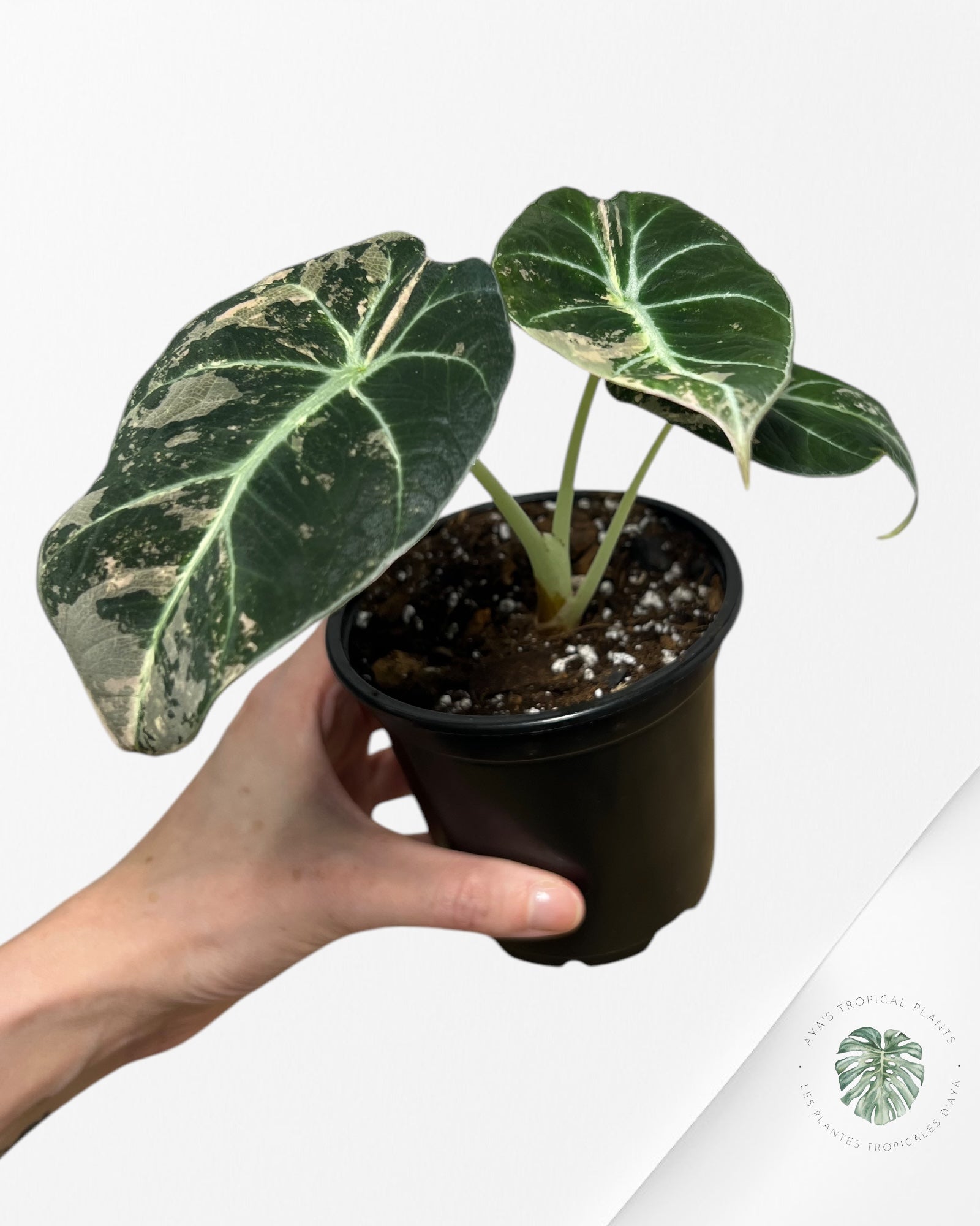 Alocasia Black Velvet Pink-G