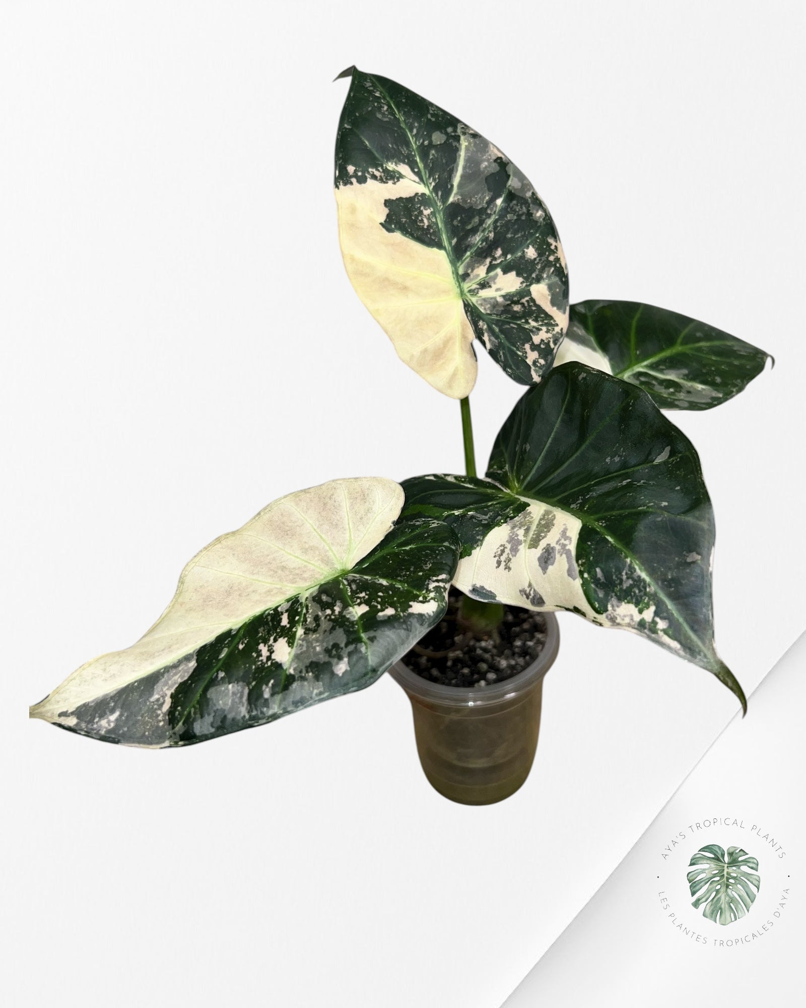 Alocasia Regal Shield Albo - 2