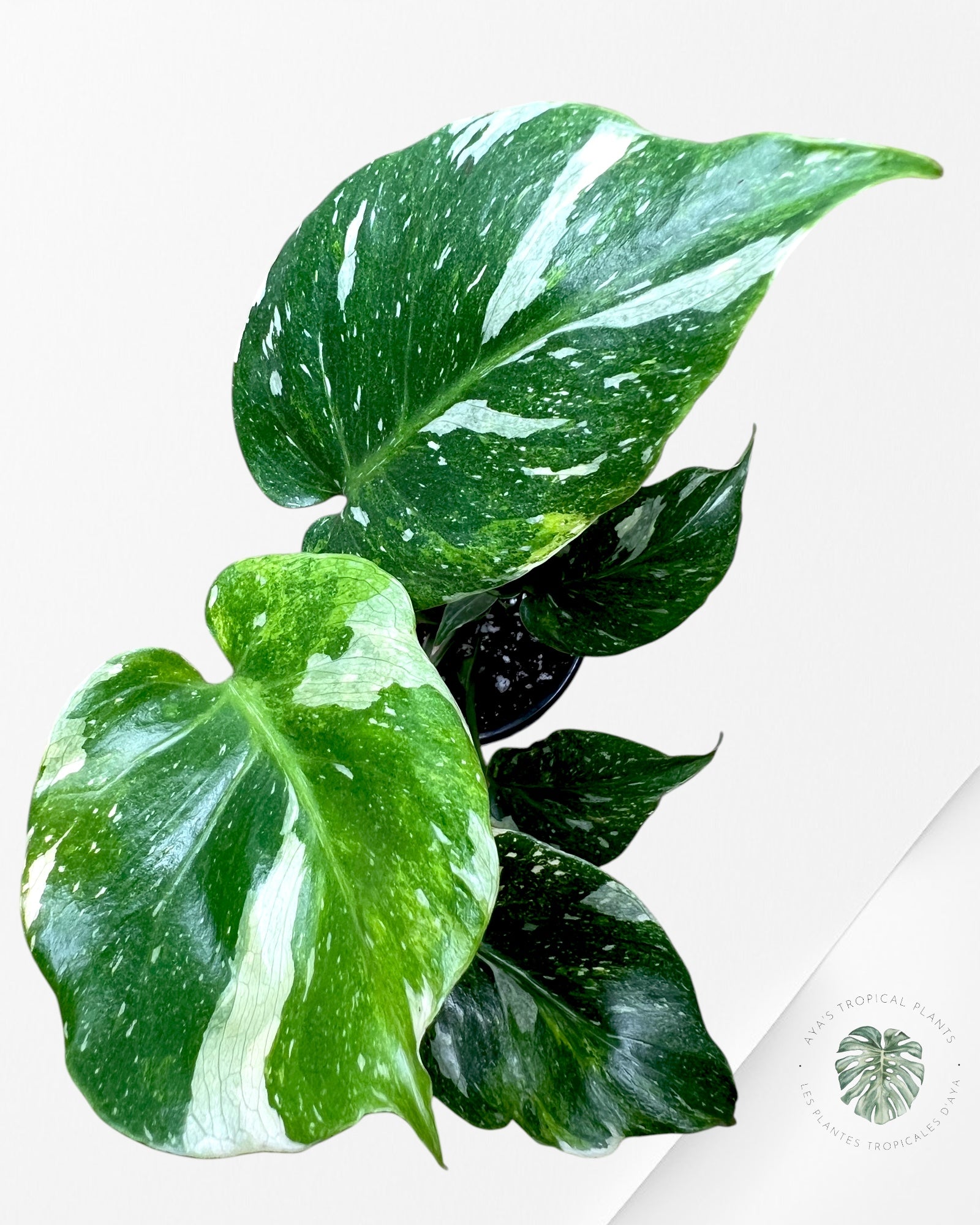 Monstera Miracle Tricolore-MMT1