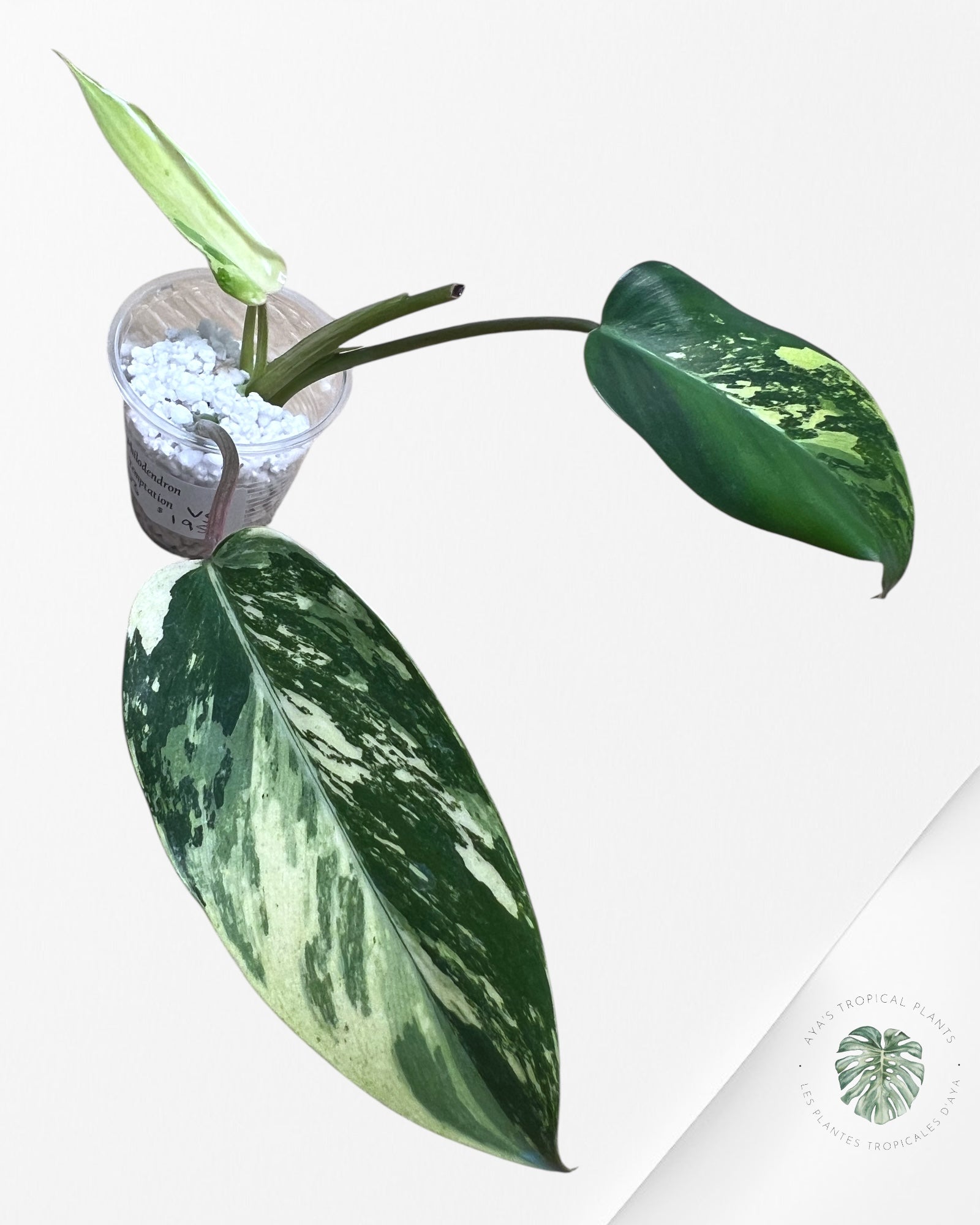 Philodendron Temptation Variegated -03