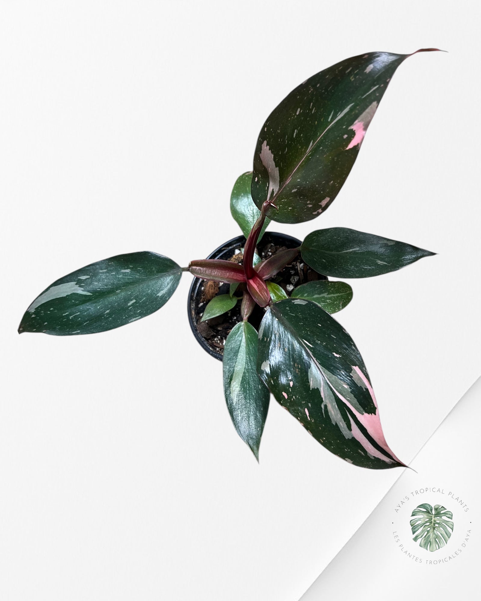 Philodendron Pink Princess Marble-PPM6