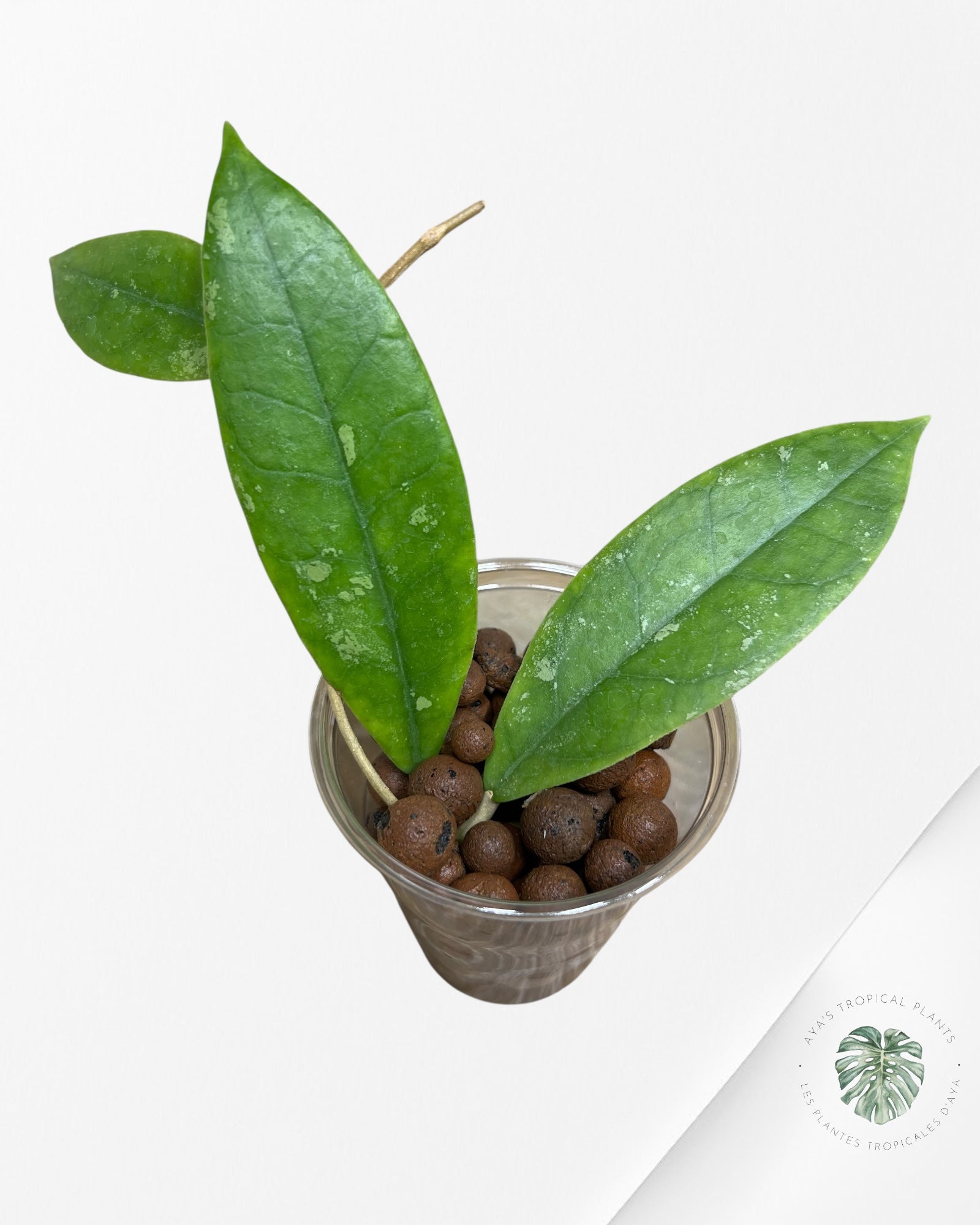 Hoya finlaysonii splash (Big leaves) - F4