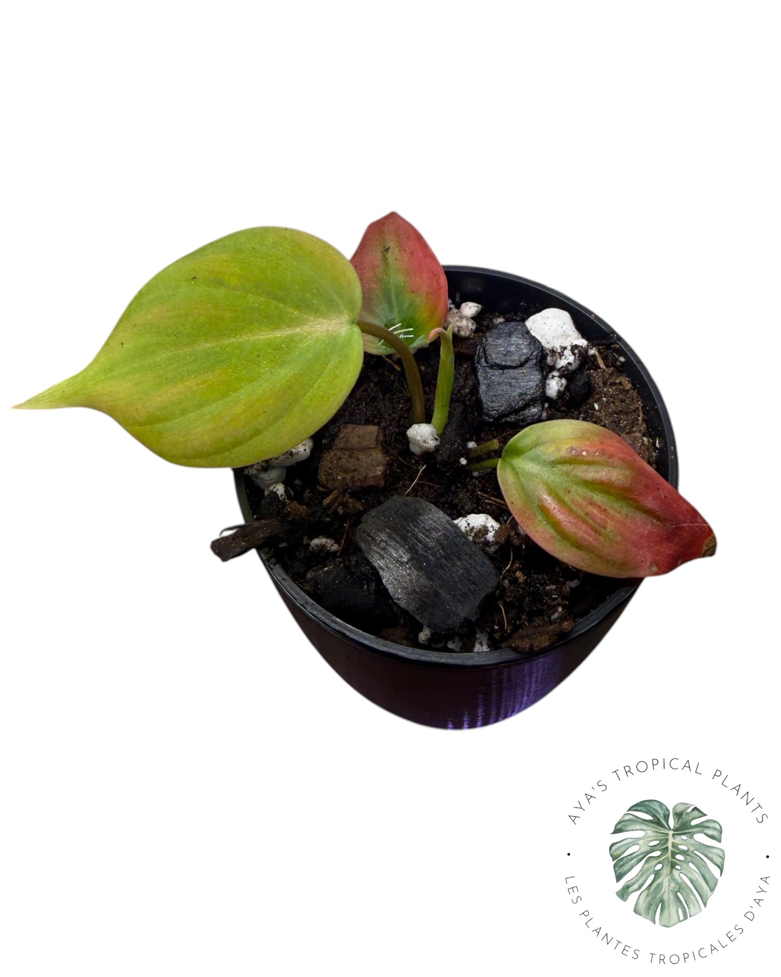 Philodendron Micans Panaché – Tons Roses