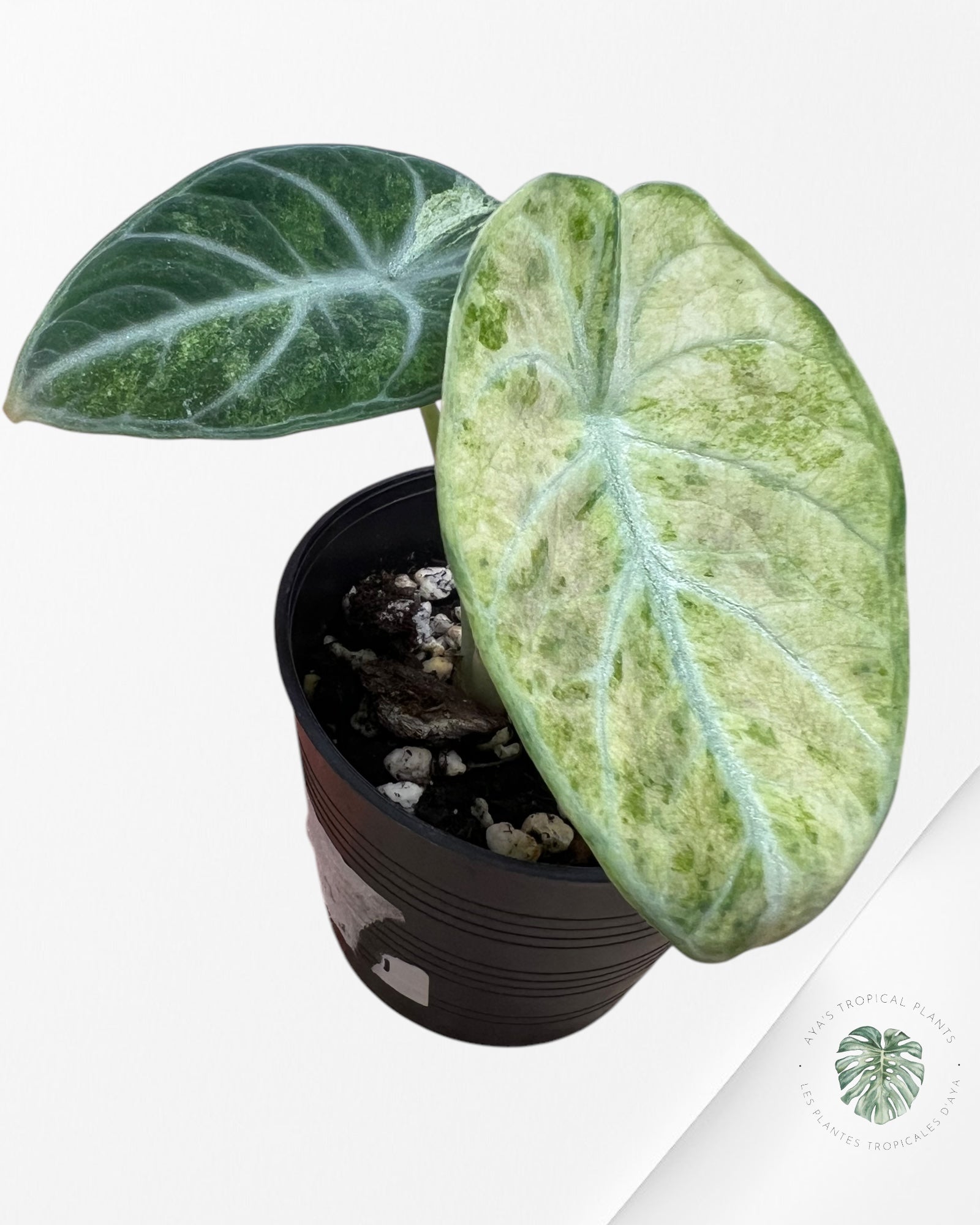 Alocasia Ninja Tricolor-ANT1