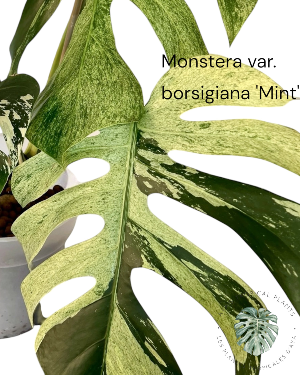 Monstera Borsigiana Mint panaché