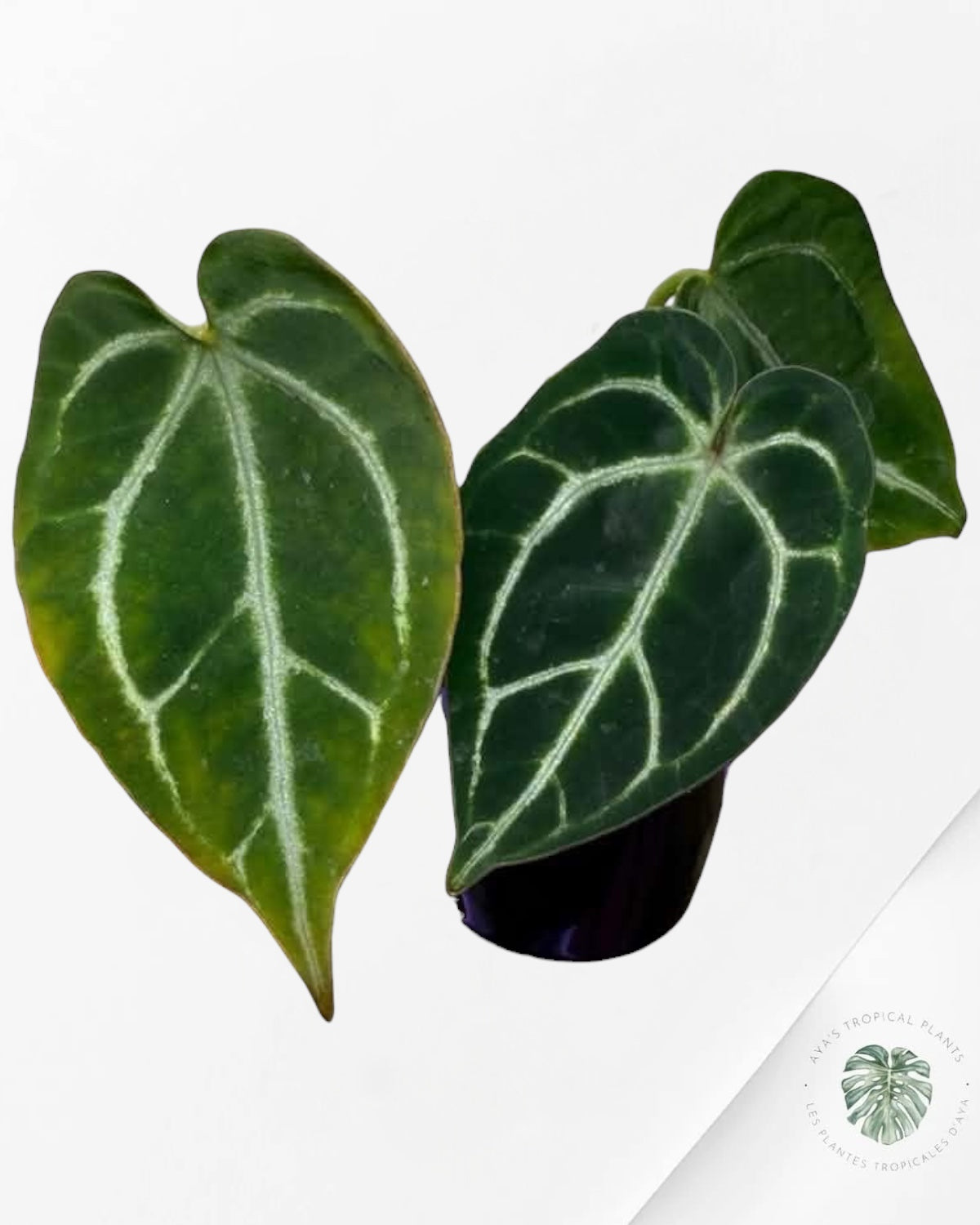 Anthurium Red Crystallinum x Dorayaki